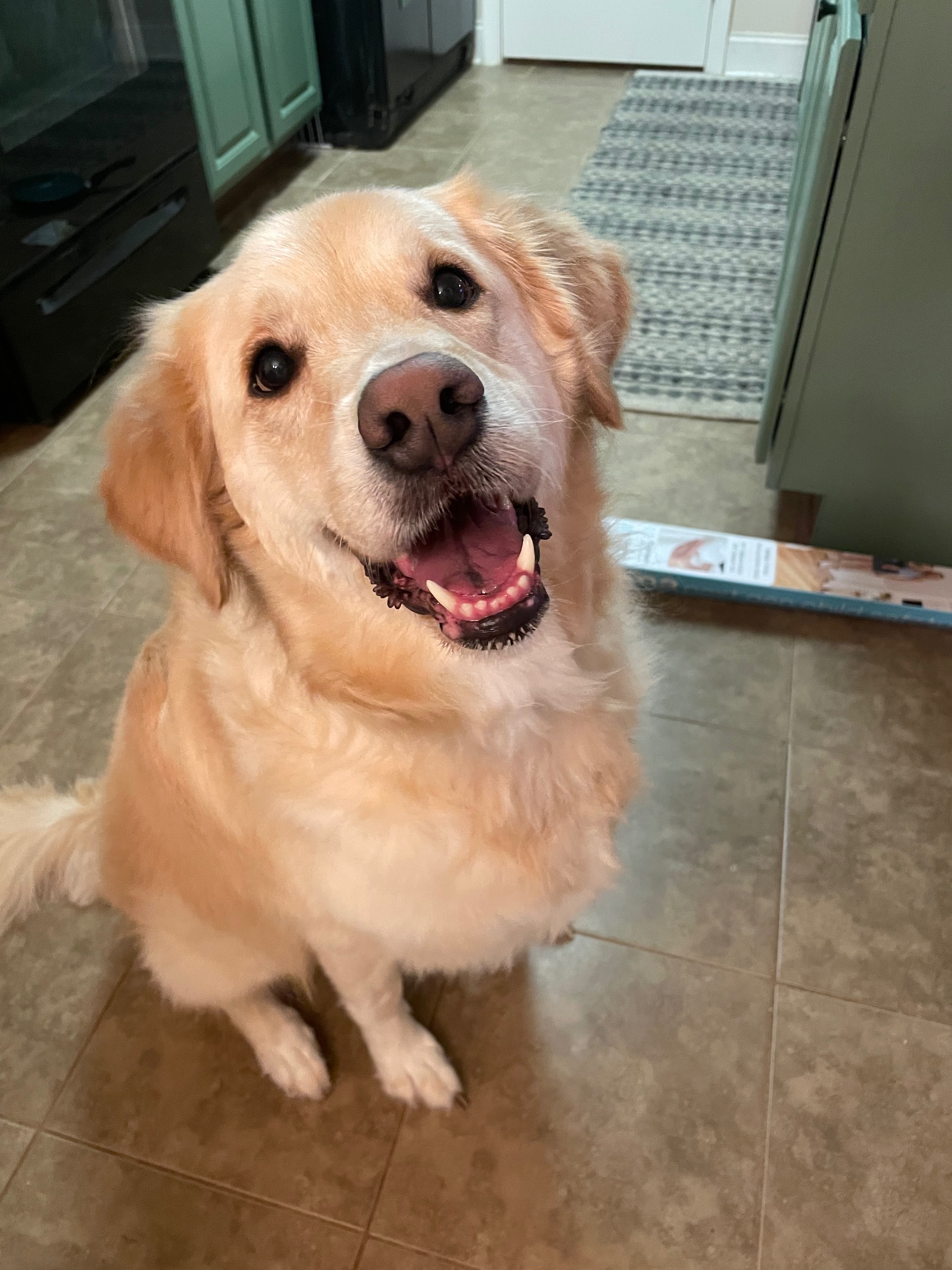 Help Us Save Winnie – Emergency Vet Bills campaign photo, 2 of 8