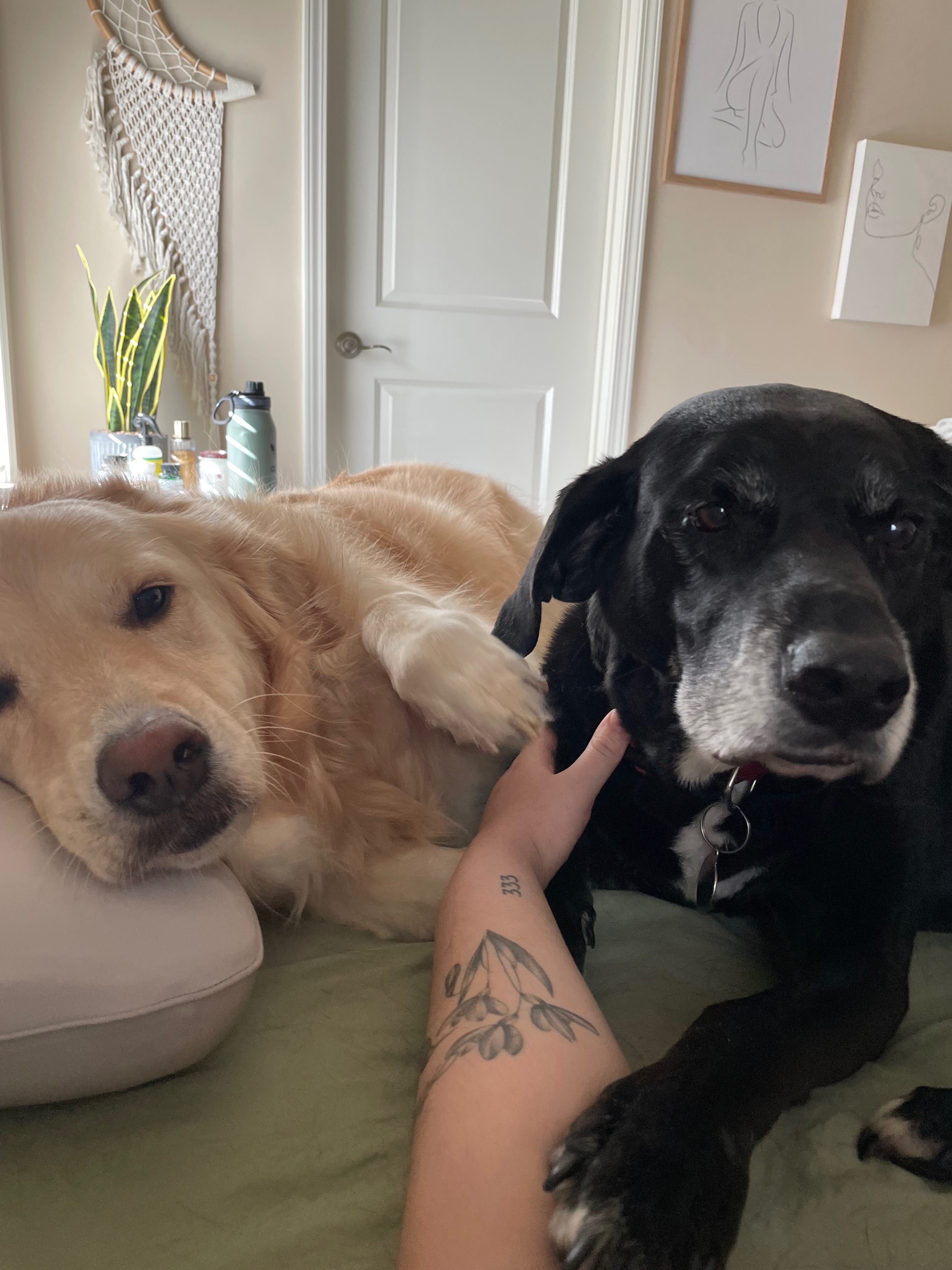 Help Us Save Winnie – Emergency Vet Bills campaign photo, 4 of 8