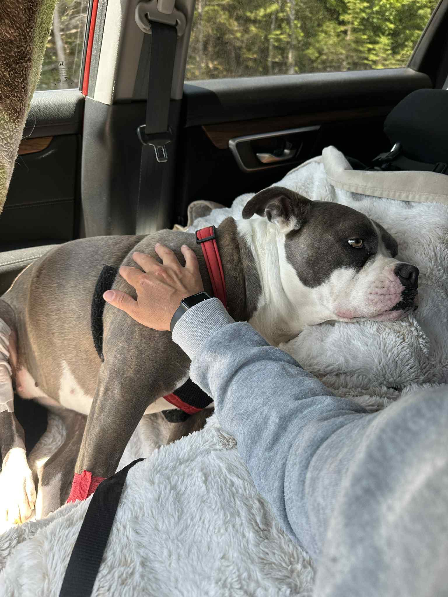 Help London get back on her paws-Support Cindy”s beloved dog campaign photo, 6 of 7