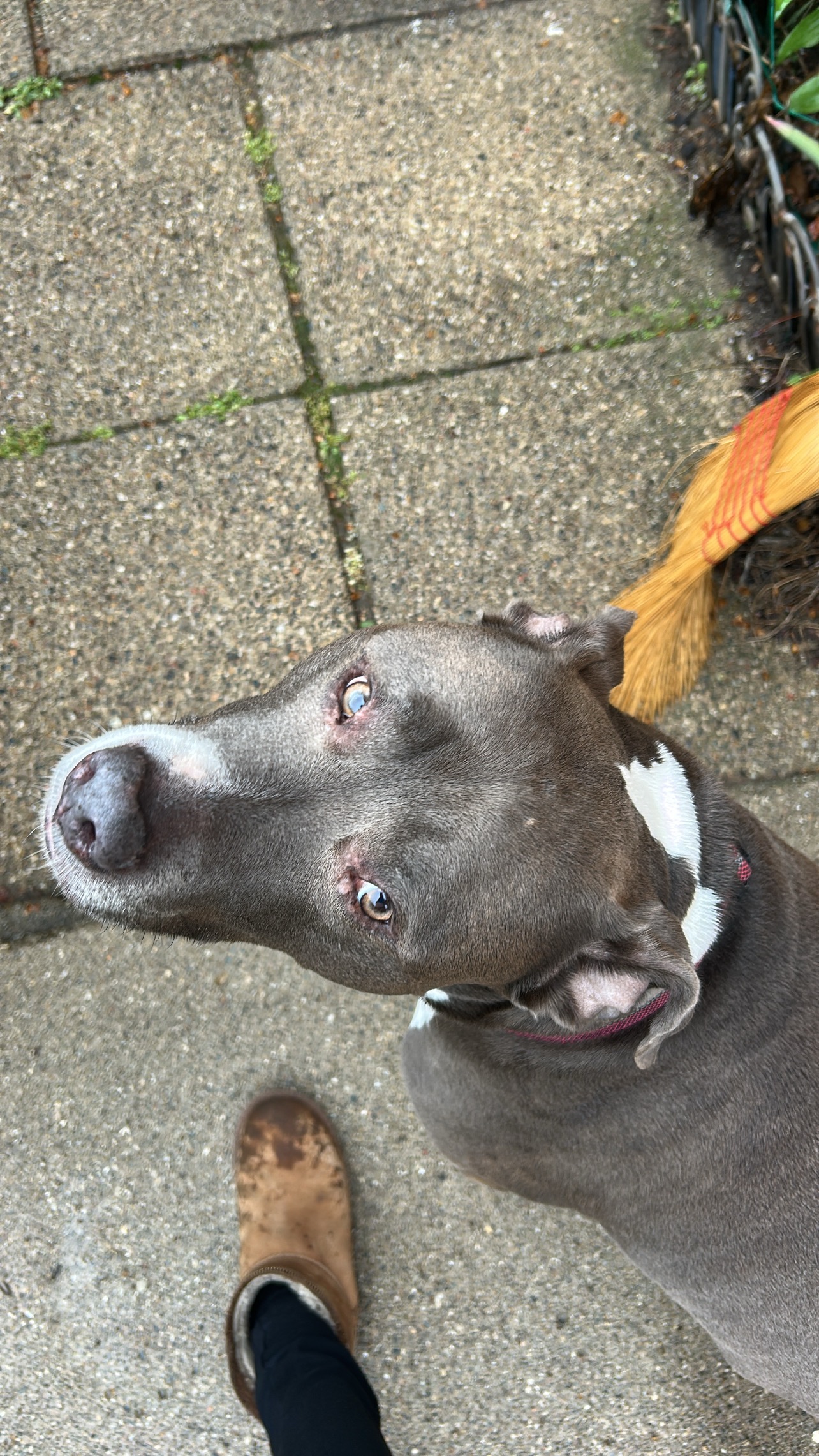 Get Paisley Bella Back on All Fours campaign photo, 7 of 8