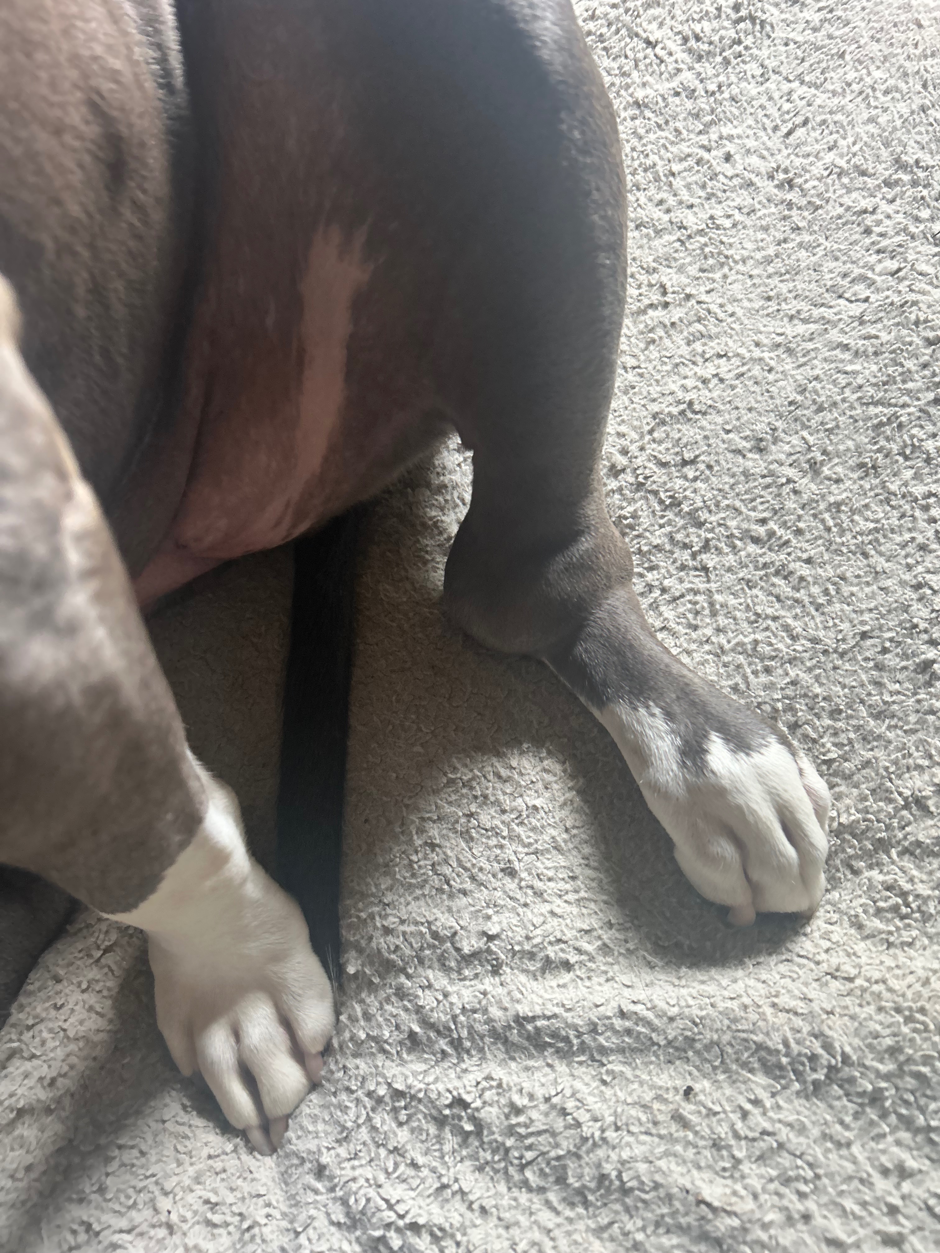 Get Paisley Bella Back on All Fours campaign photo, 4 of 8