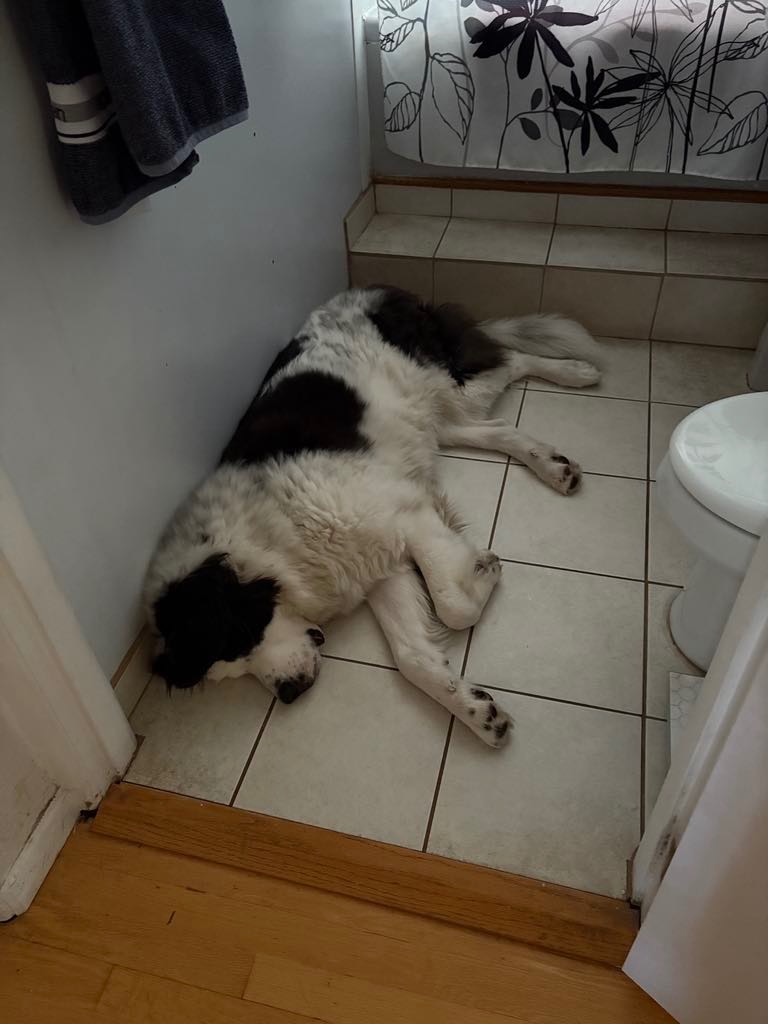 Please help the Beavan family with their sweet puppy, Minna. campaign photo, 2 of 5