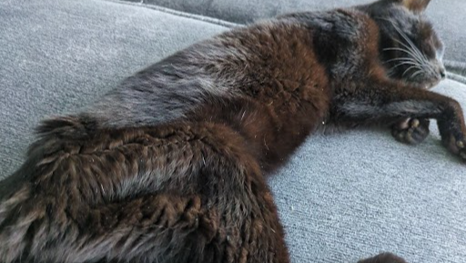 Keep Luna Purring: She’s Not Done Fighting Yet photo