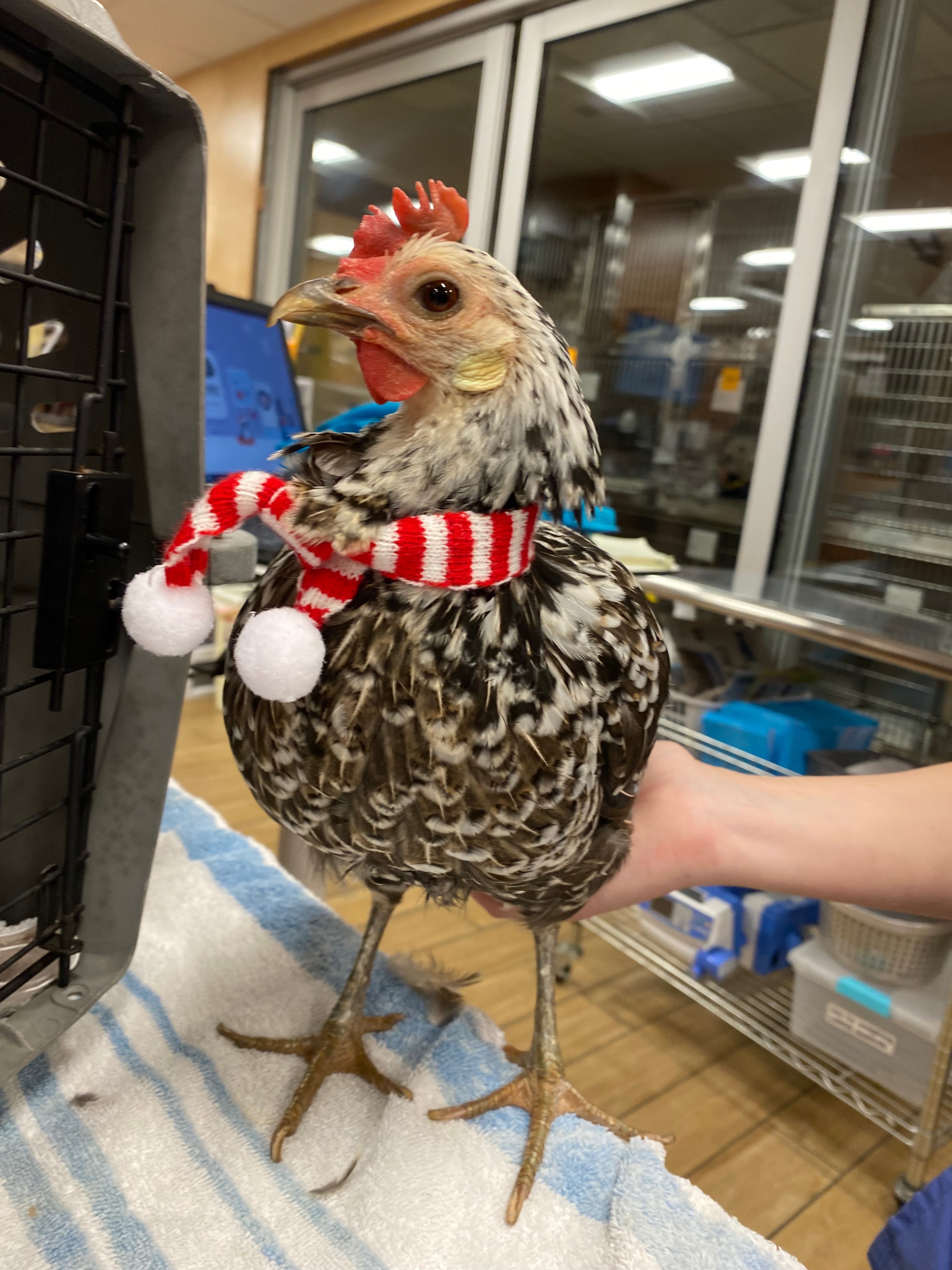 Support Miss Chicken's Journey to Recovery campaign photo, 2 of 8
