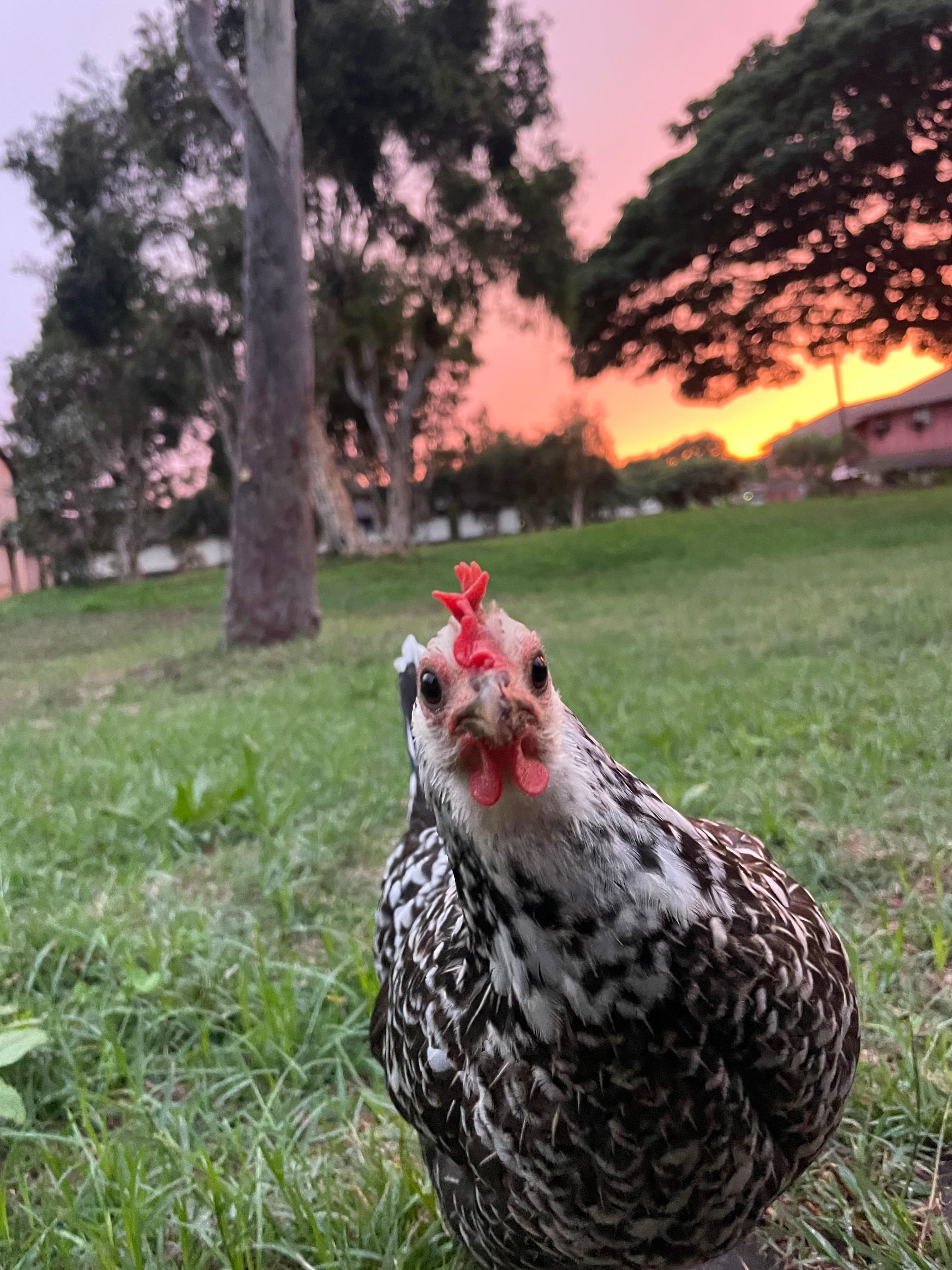 Support Miss Chicken's Journey to Recovery campaign photo, 4 of 8