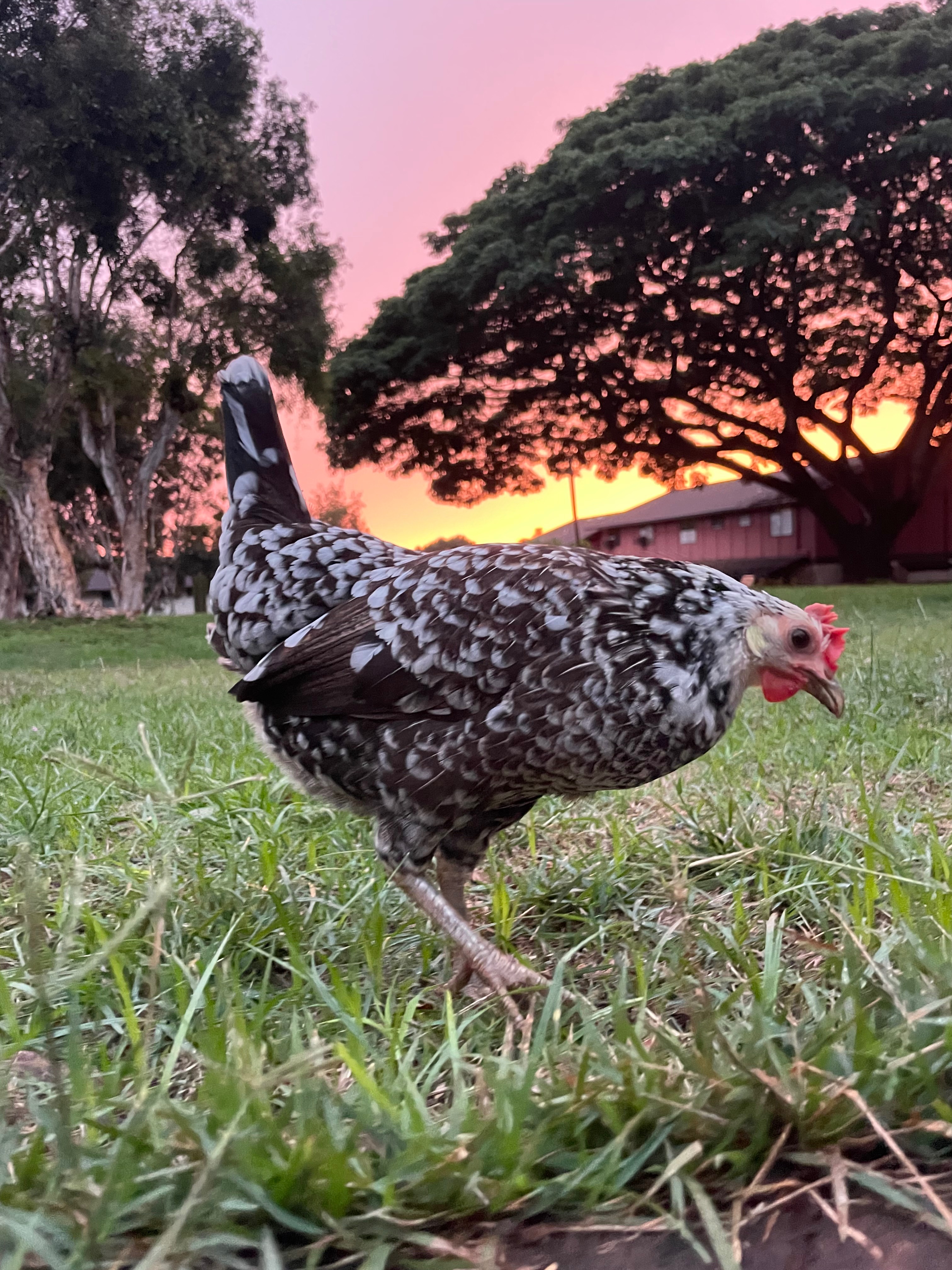 Support Miss Chicken's Journey to Recovery campaign photo, 5 of 8