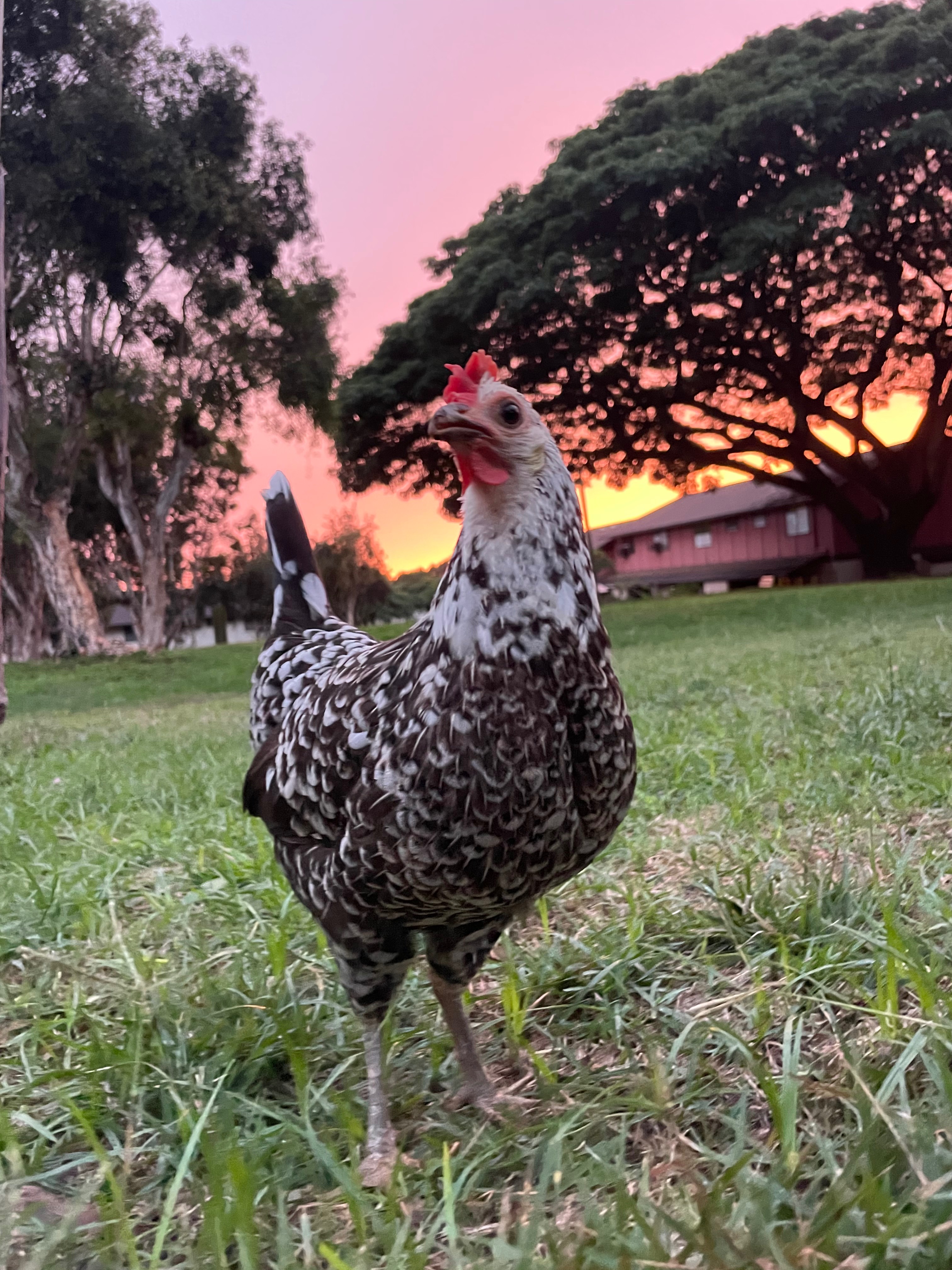 Support Miss Chicken's Journey to Recovery campaign photo, 6 of 8
