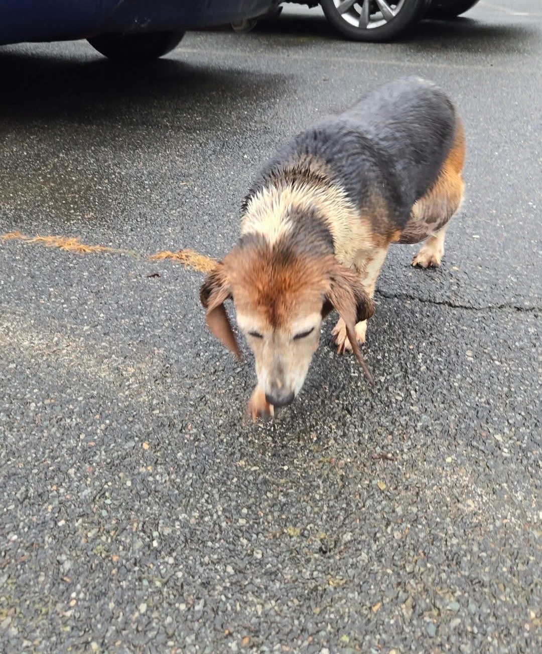 Save June’s Wag – Beagle Needs Life-Changing Surgery campaign photo, 6 of 7