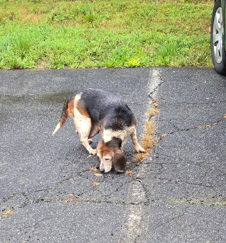 Save June’s Wag – Beagle Needs Life-Changing Surgery campaign photo, 2 of 7