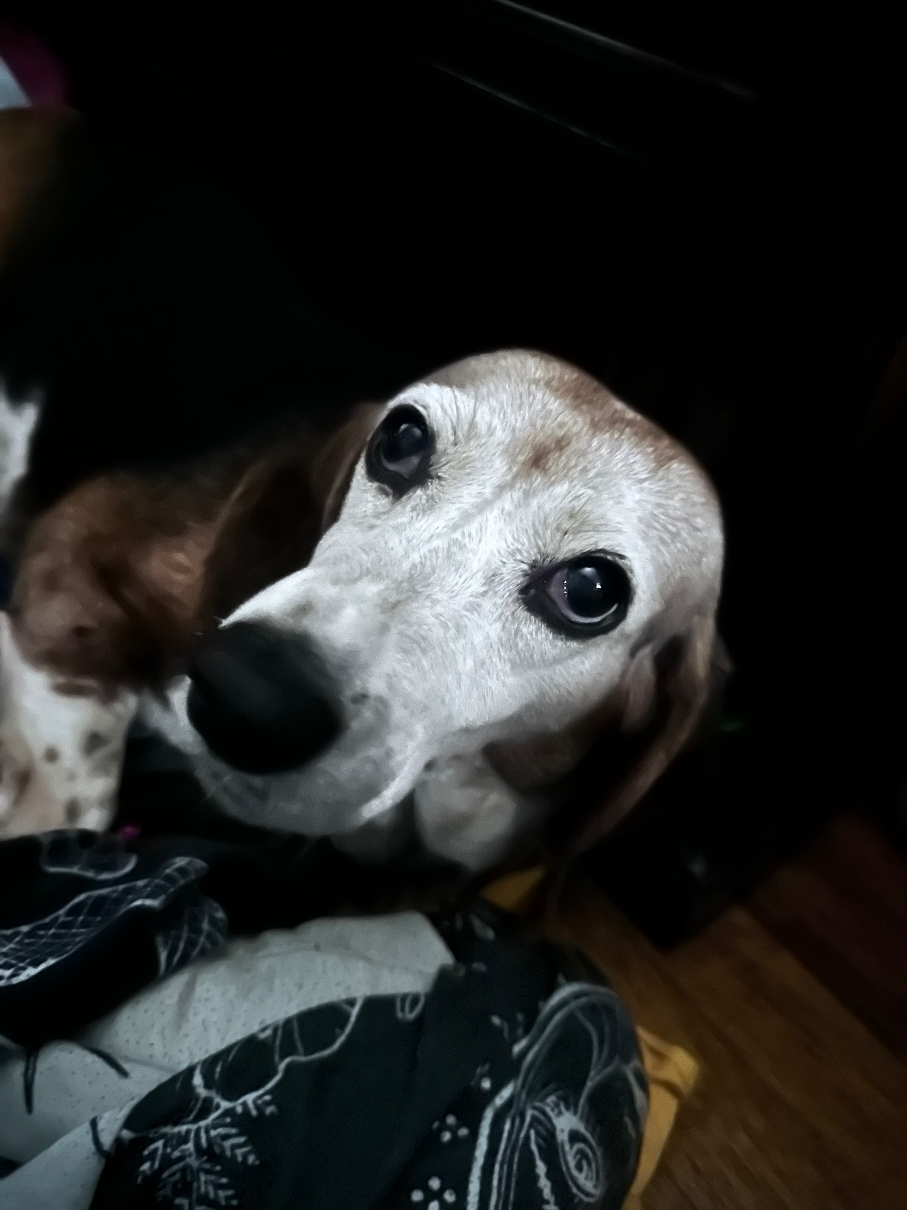 Save June’s Wag – Beagle Needs Life-Changing Surgery campaign photo, 5 of 7