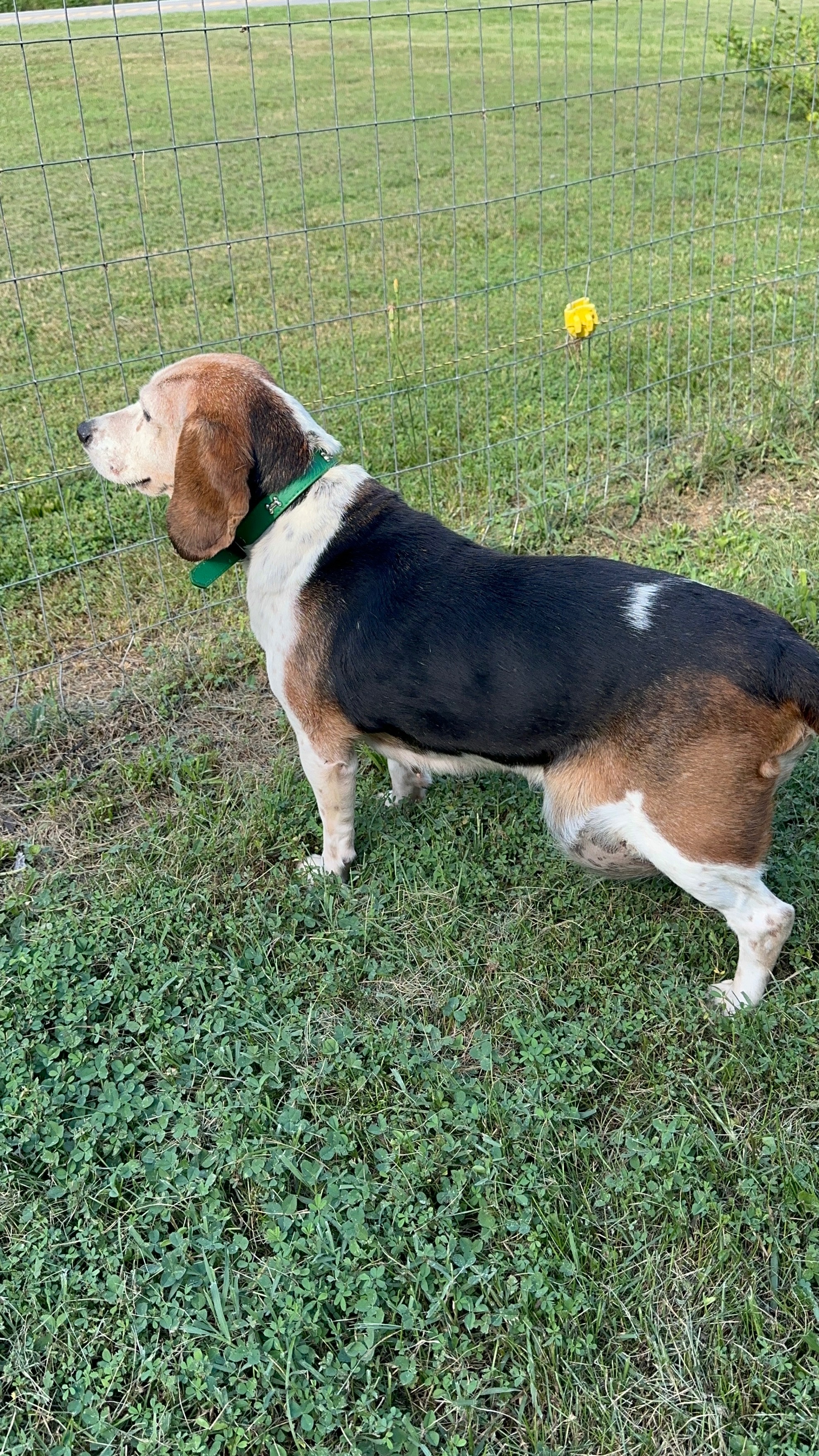Save June’s Wag – Beagle Needs Life-Changing Surgery campaign photo, 4 of 7