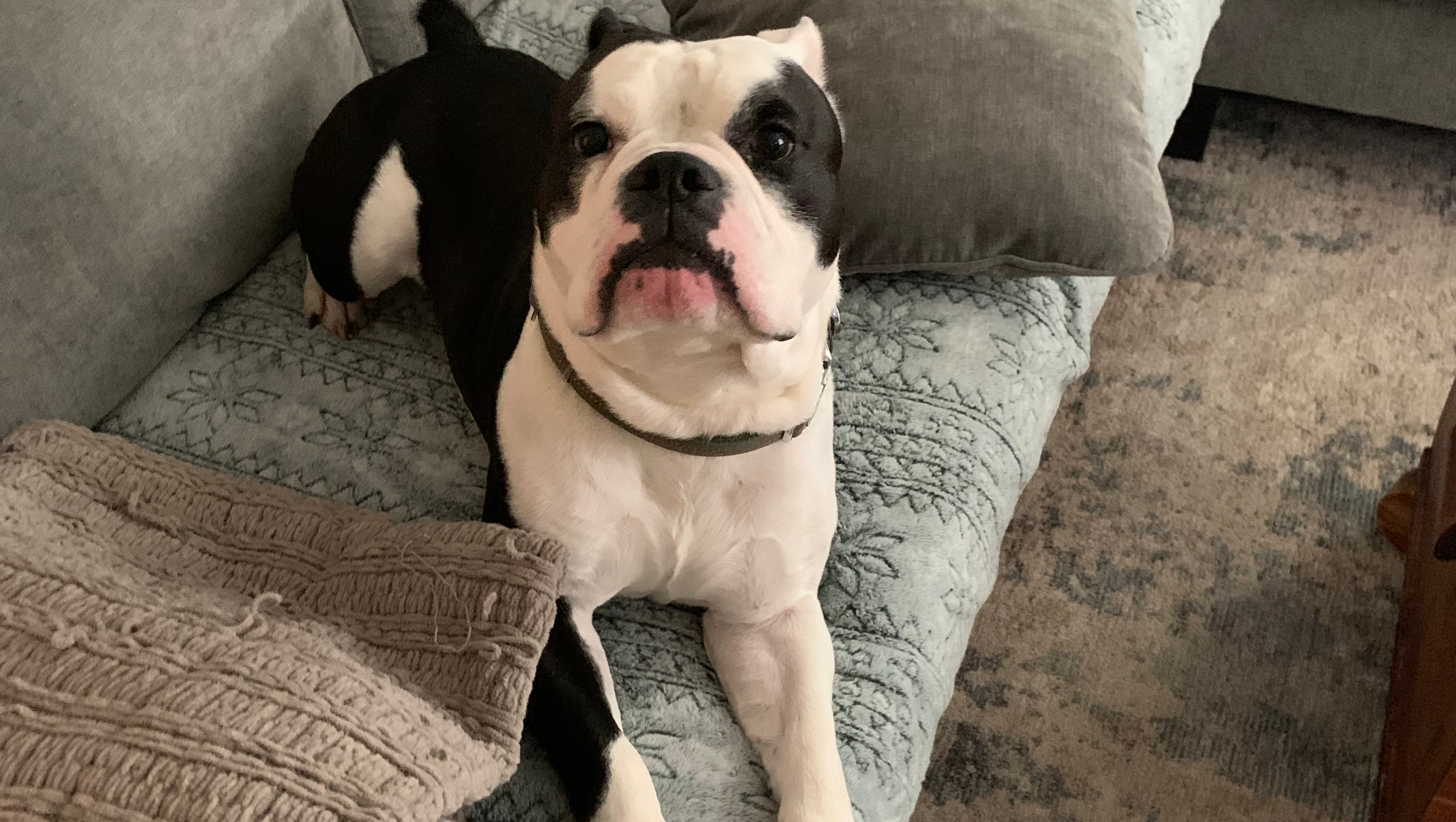 Surgery for Benji: A Heartfelt Plea photo