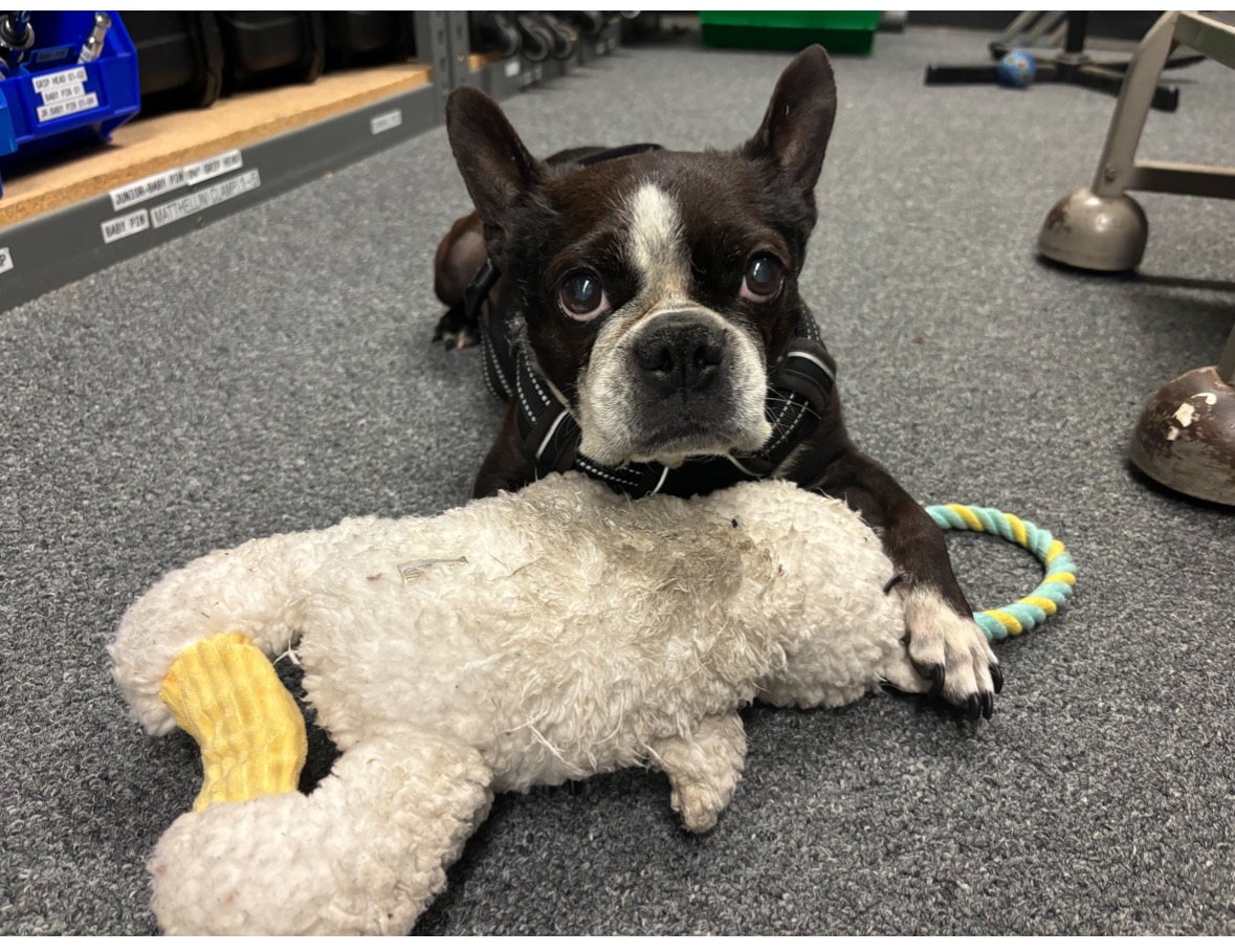 Help Save Popsicle – A Beloved Companion in Crisis campaign photo, 6 of 7