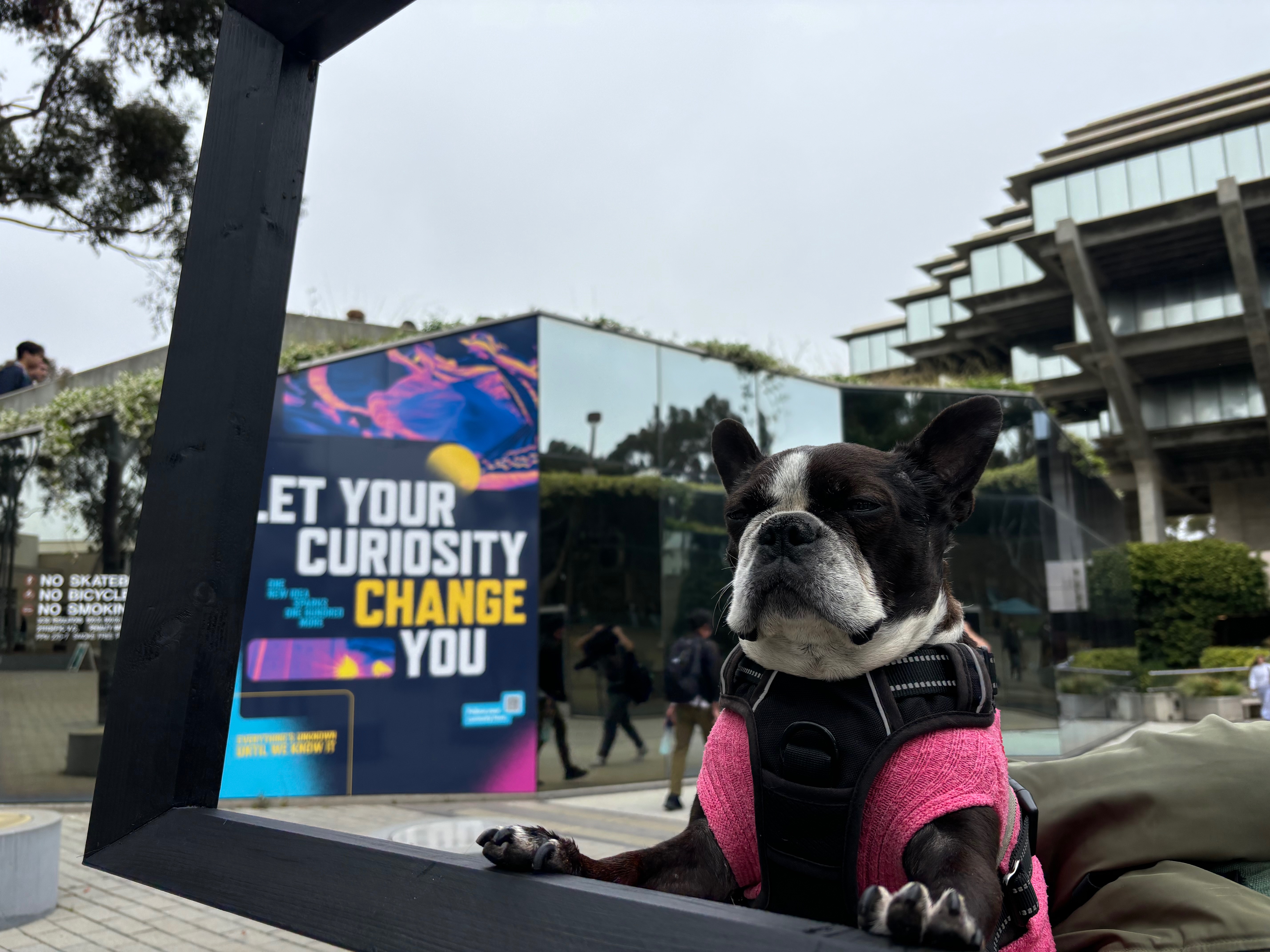 Help Save Popsicle – A Beloved Companion in Crisis campaign photo, 4 of 7