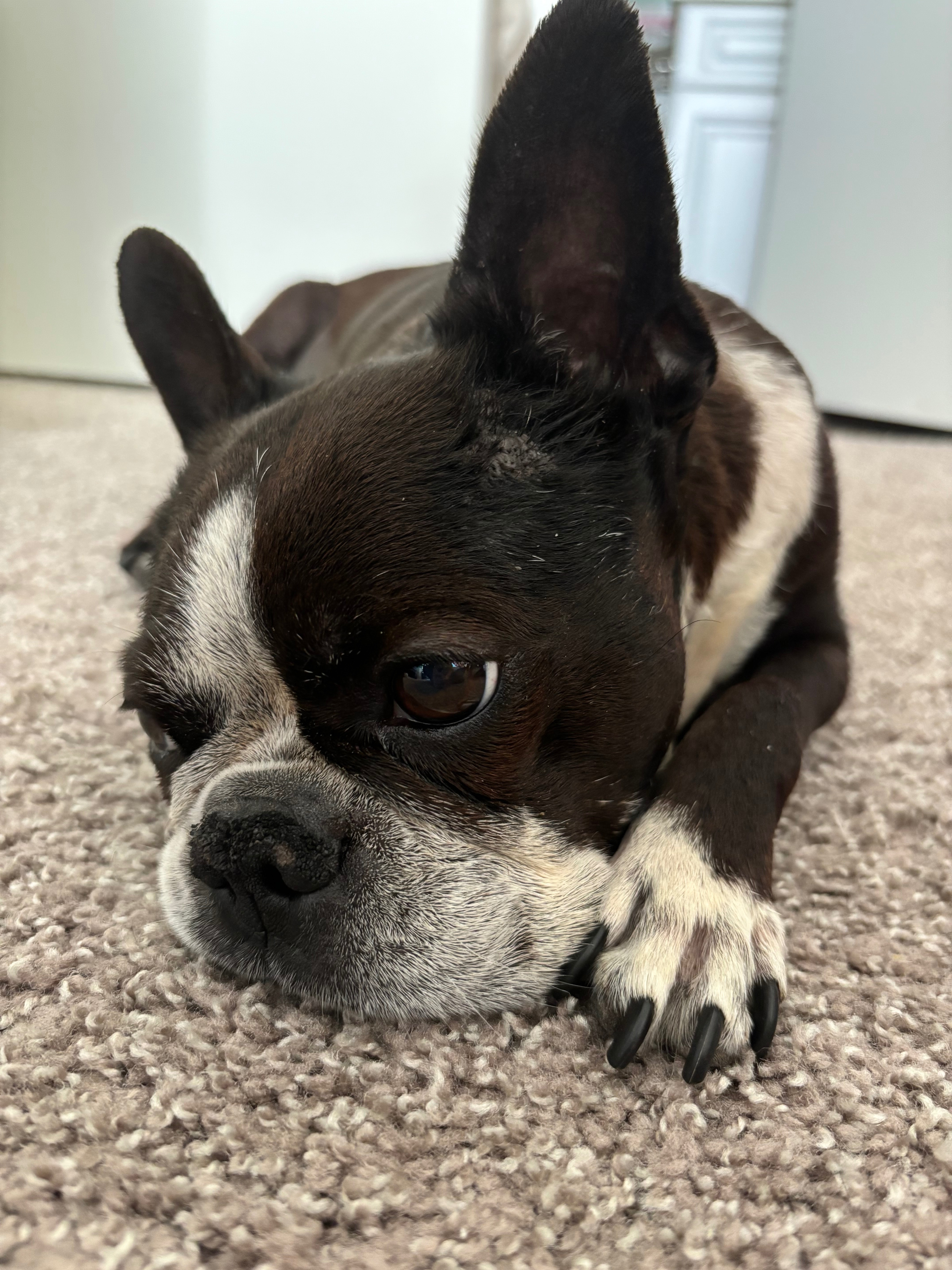 Help Save Popsicle – A Beloved Companion in Crisis campaign photo, 5 of 7