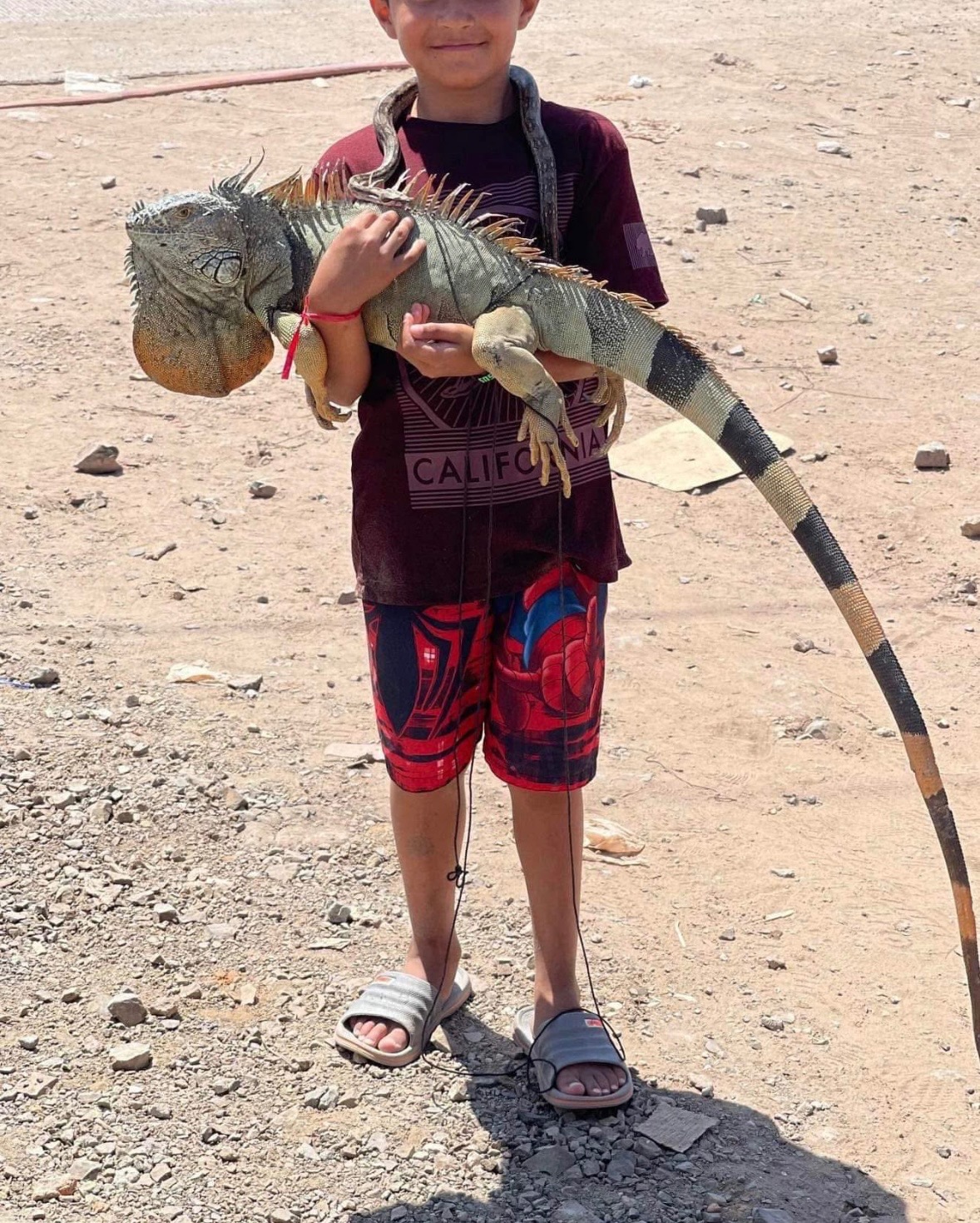 User-uploaded image 2