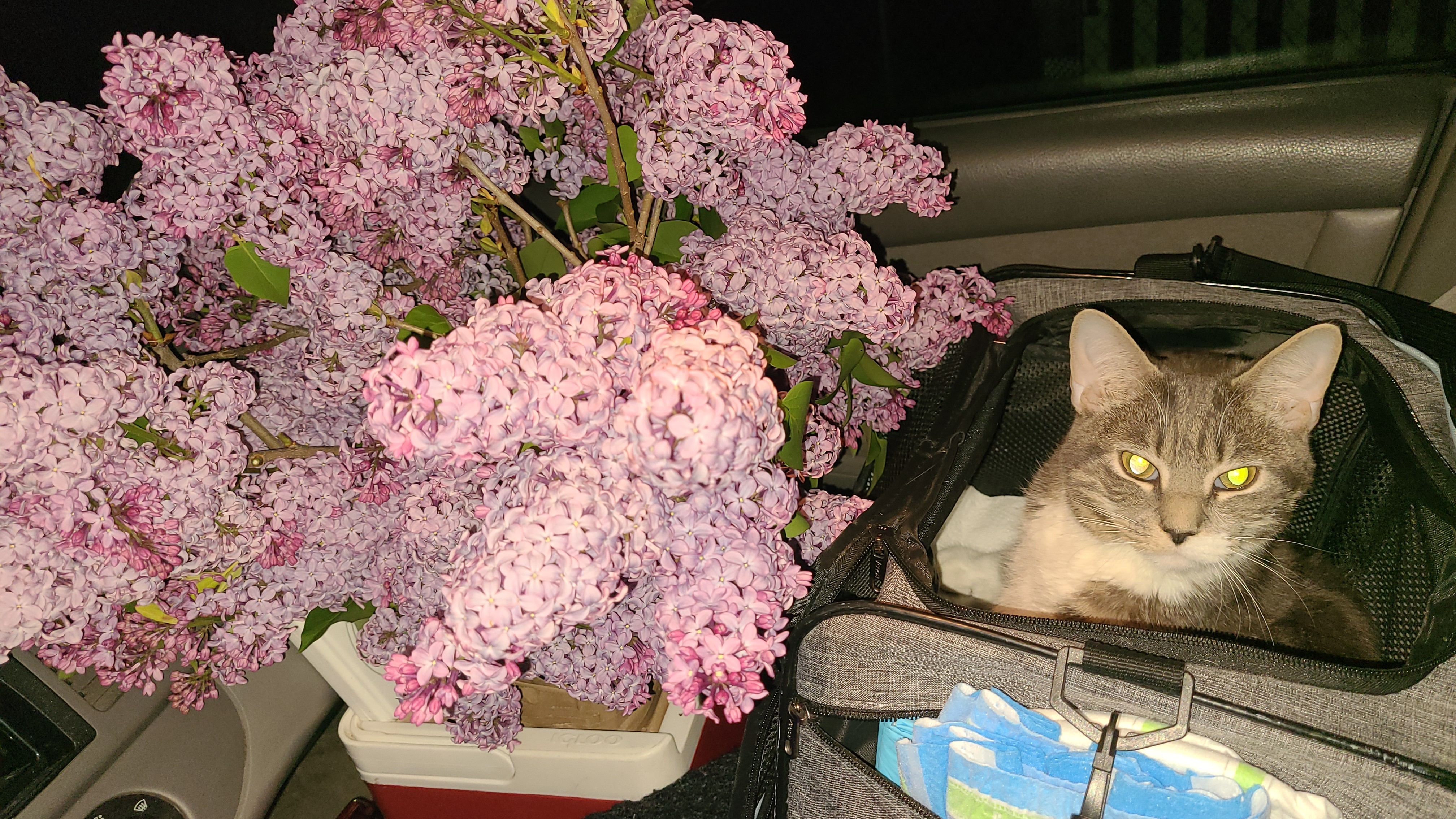 Help Second Chance for Cats fund Mr Biscuits medical expense campaign photo, 7 of 8