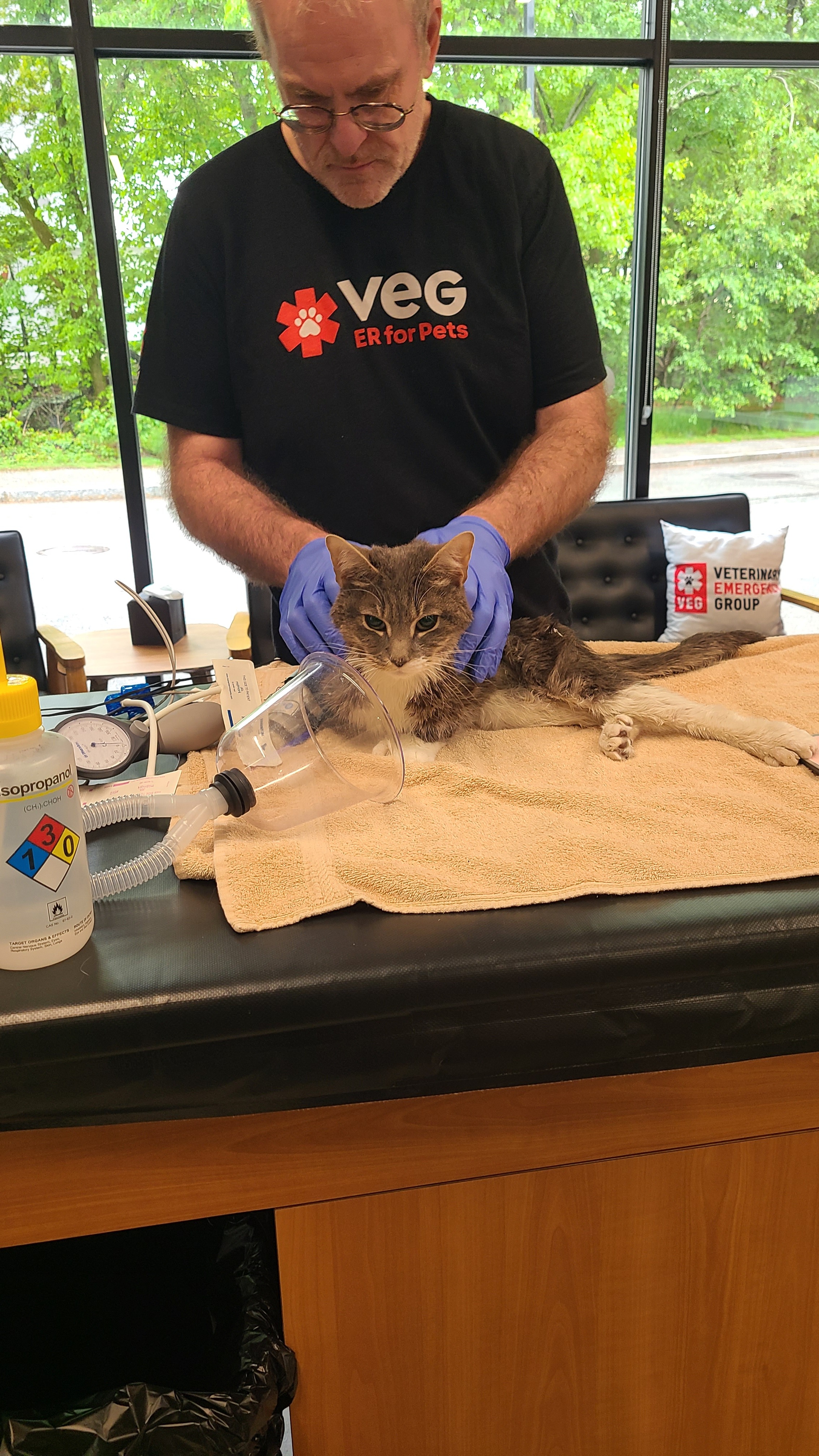 Help Second Chance for Cats fund Mr Biscuits medical expense campaign photo, 2 of 8