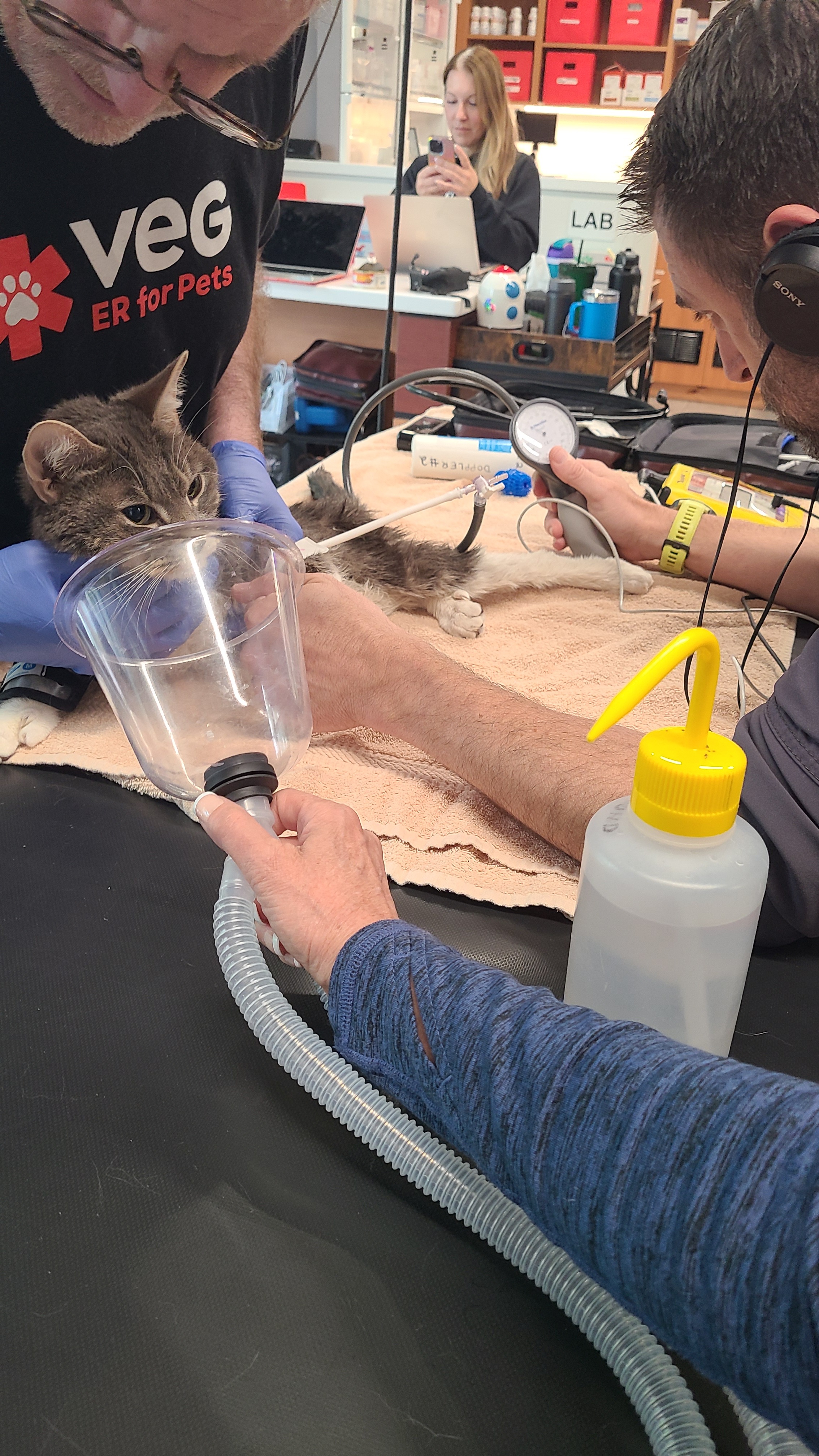Help Second Chance for Cats fund Mr Biscuits medical expense campaign photo, 4 of 8