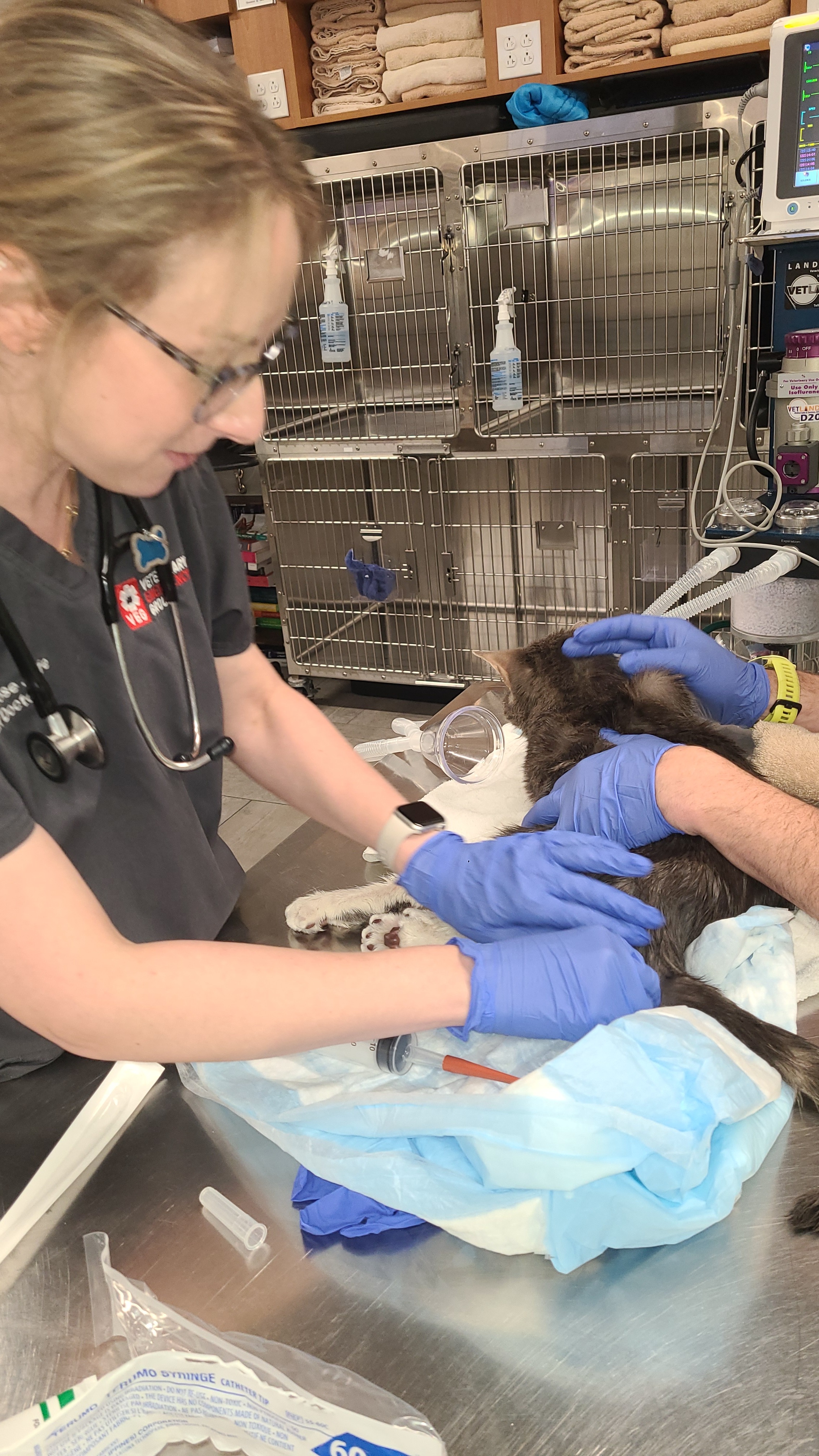 Help Second Chance for Cats fund Mr Biscuits medical expense campaign photo, 6 of 8