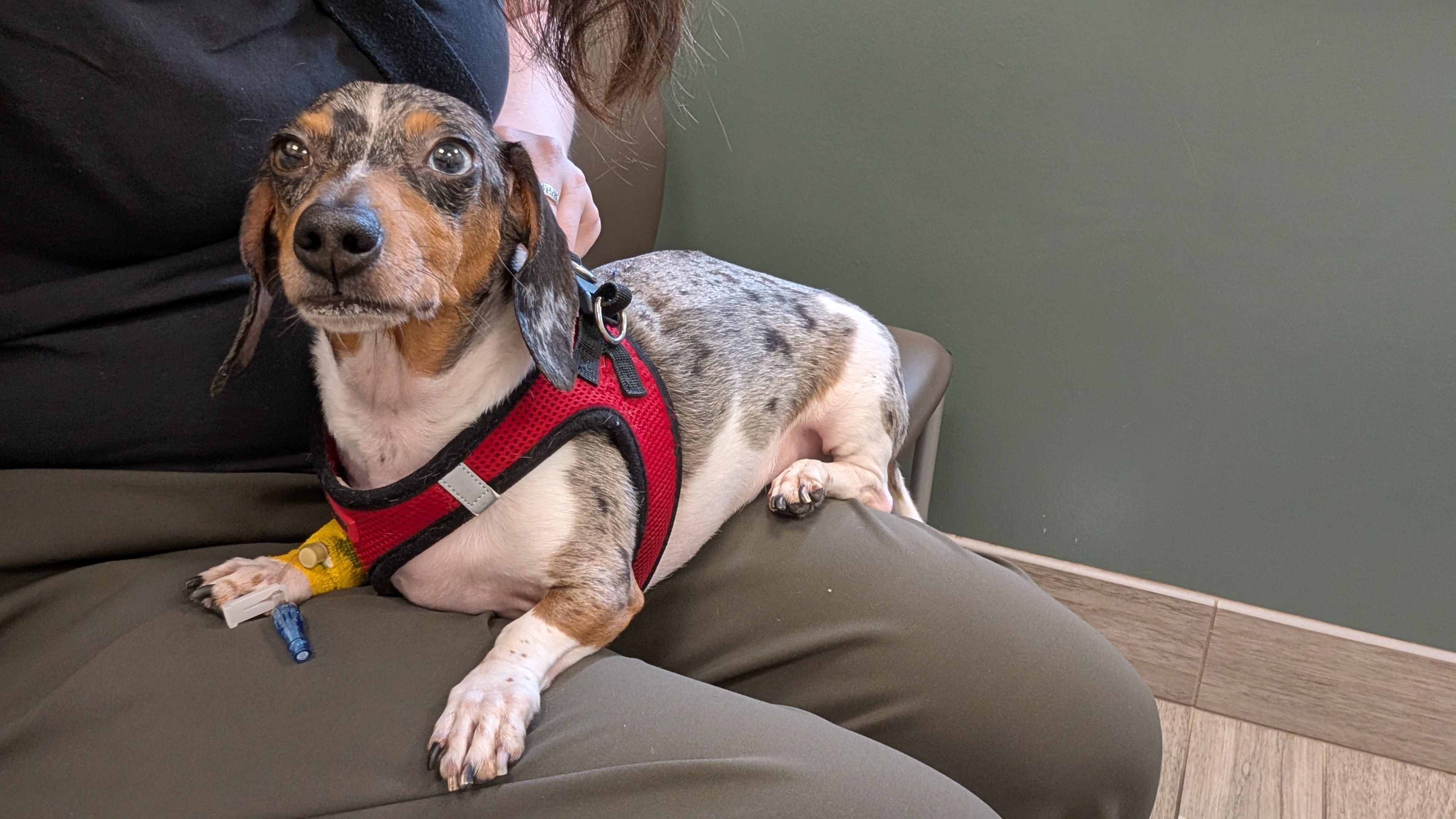 Gram's Emergency Surgery: Your Help Needed campaign photo, 2 of 8