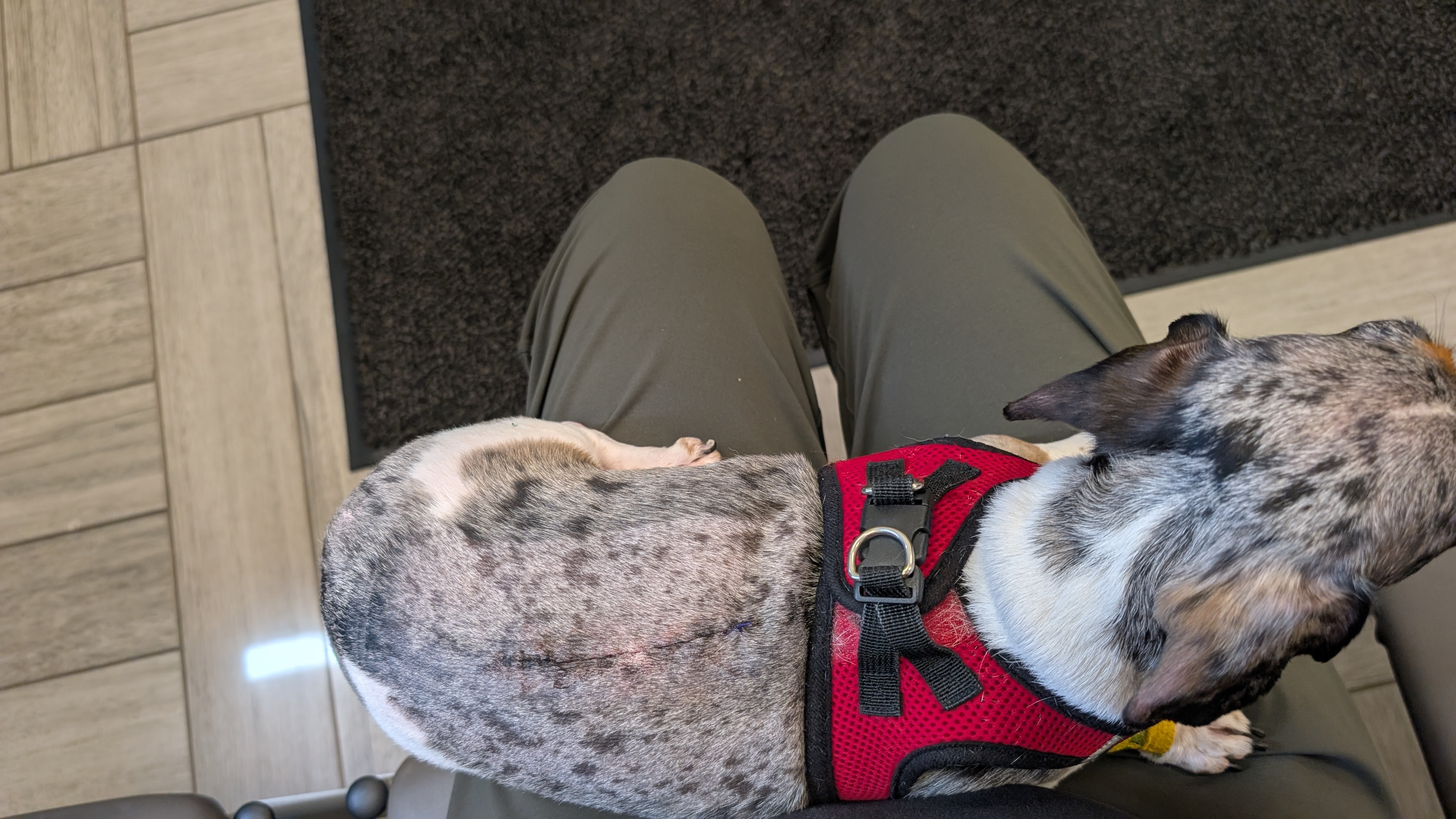 Gram's Emergency Surgery: Your Help Needed campaign photo, 5 of 8