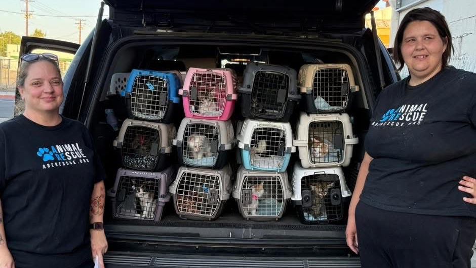 Emergency funding needed for Spay & Neuter photo