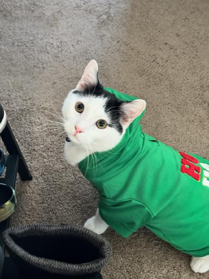 Whit's Mission:Giving a second chance to animals in need campaign photo, 7 of 8