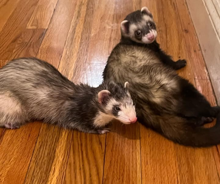 Whit's Mission:Giving a second chance to animals in need campaign photo, 5 of 8