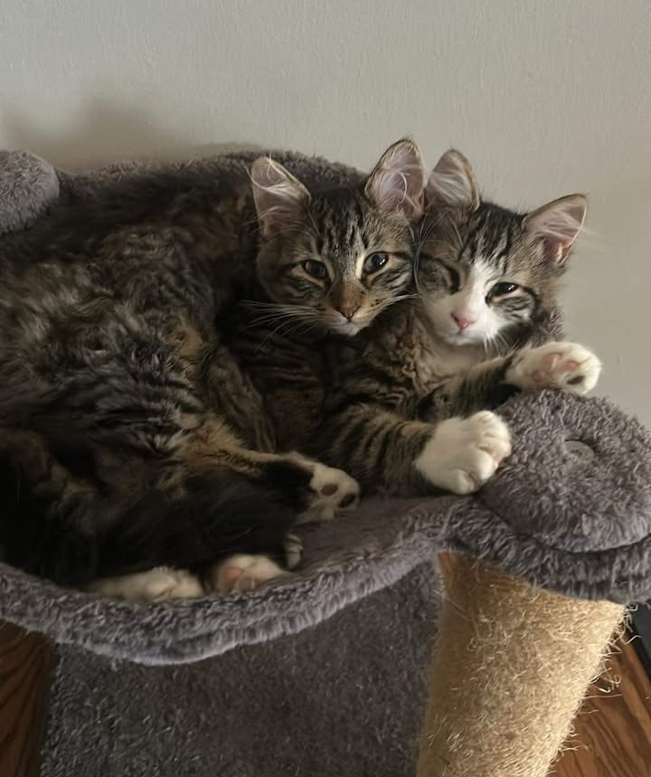 Whit's Mission:Giving a second chance to animals in need campaign photo, 6 of 8