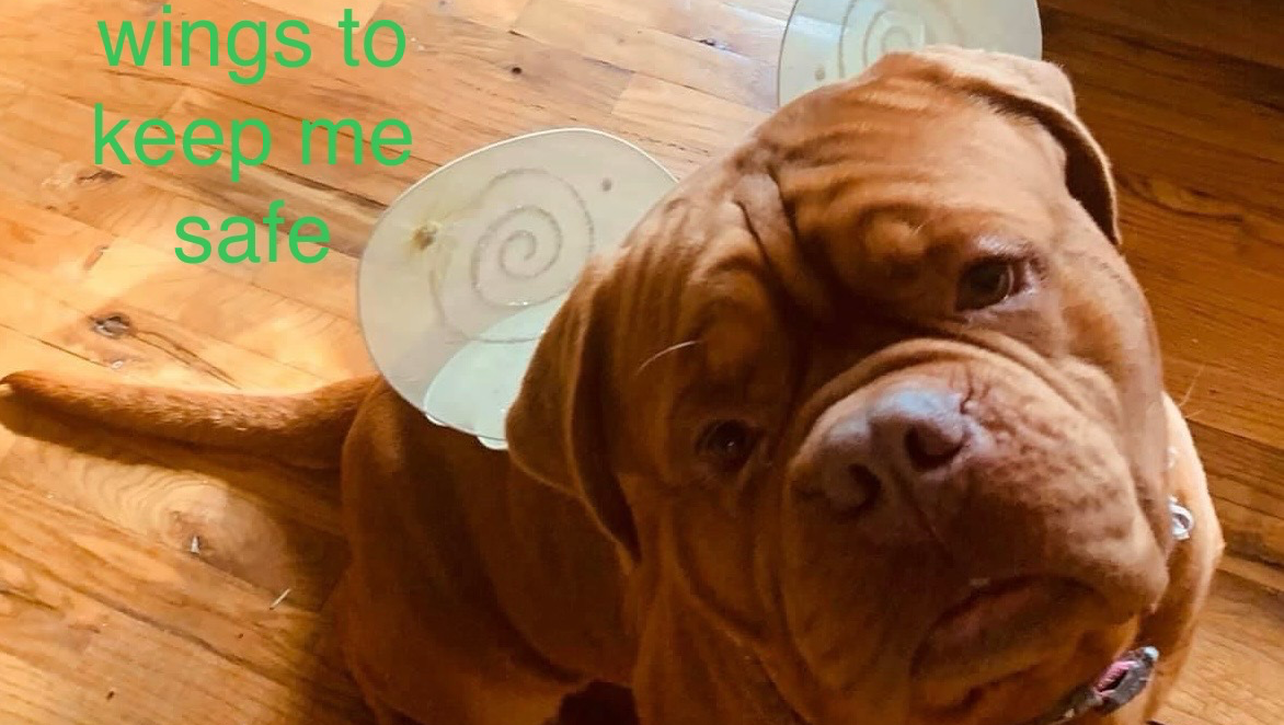 Arizona's Tumor Battle After Home Invasion photo