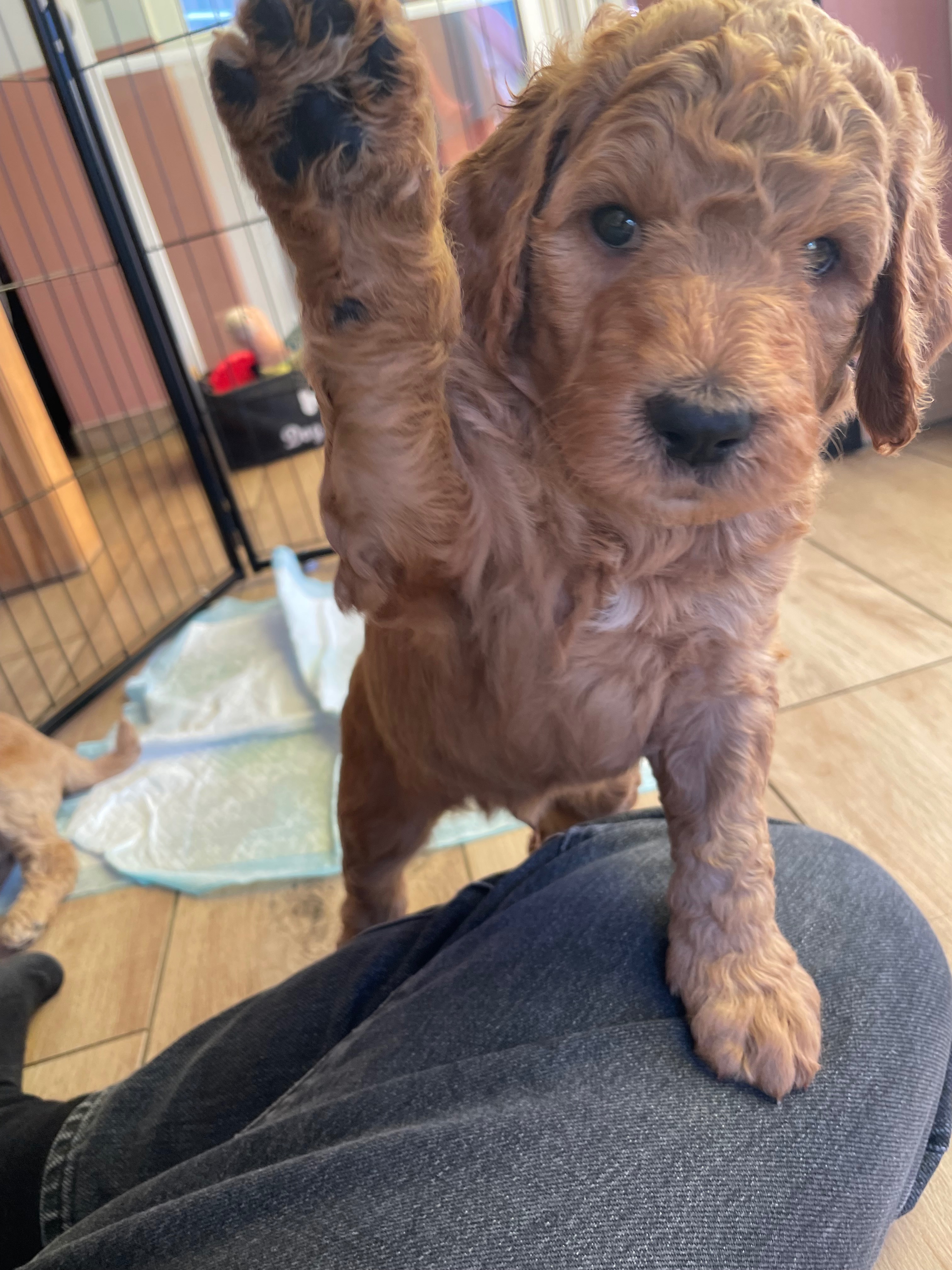 Benji möchte Fritzi helfen – als Assistenzhund campaign photo, 6 of 7