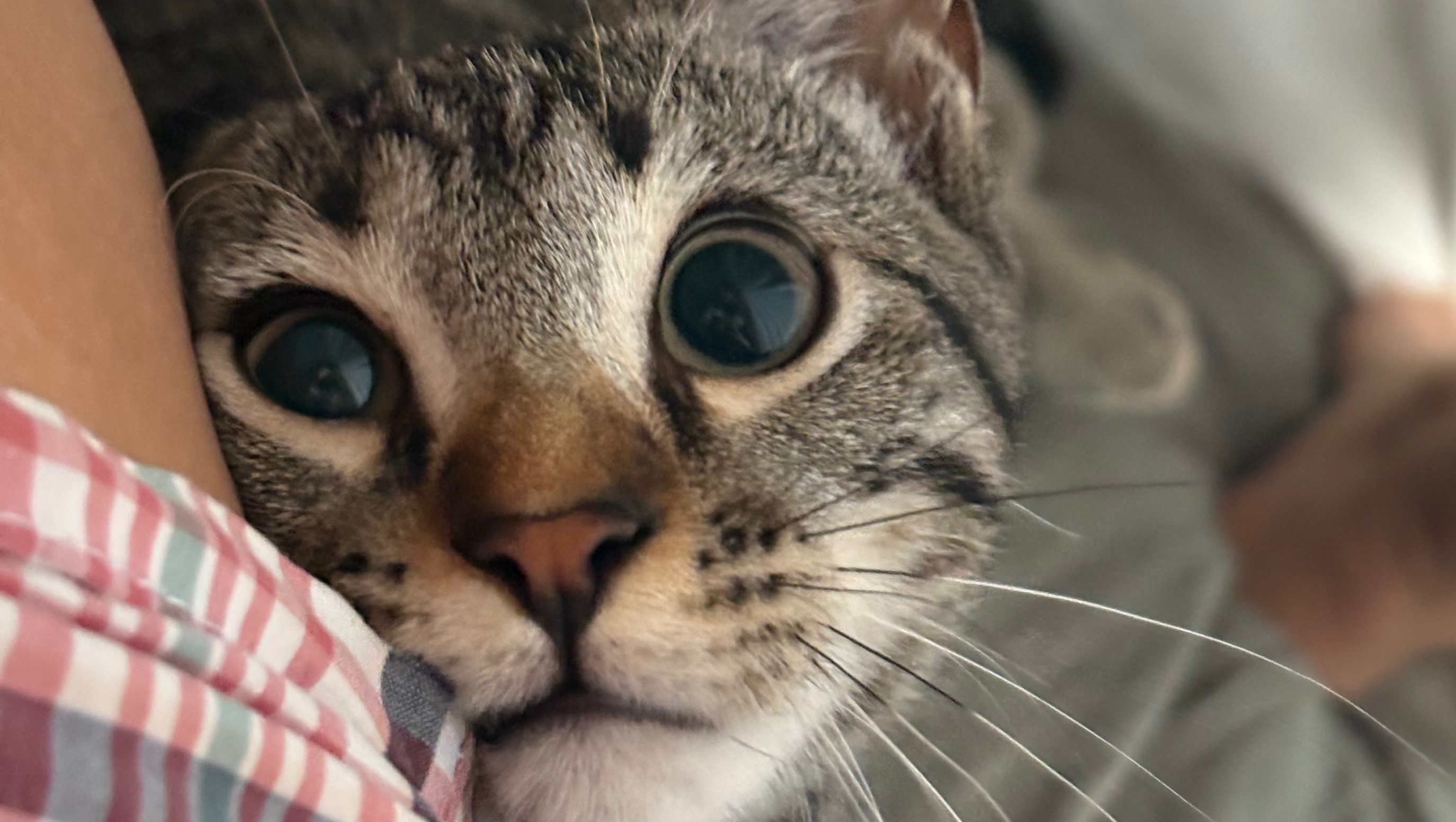 Help Calamari Fight Feline Infectious Peritonitis photo