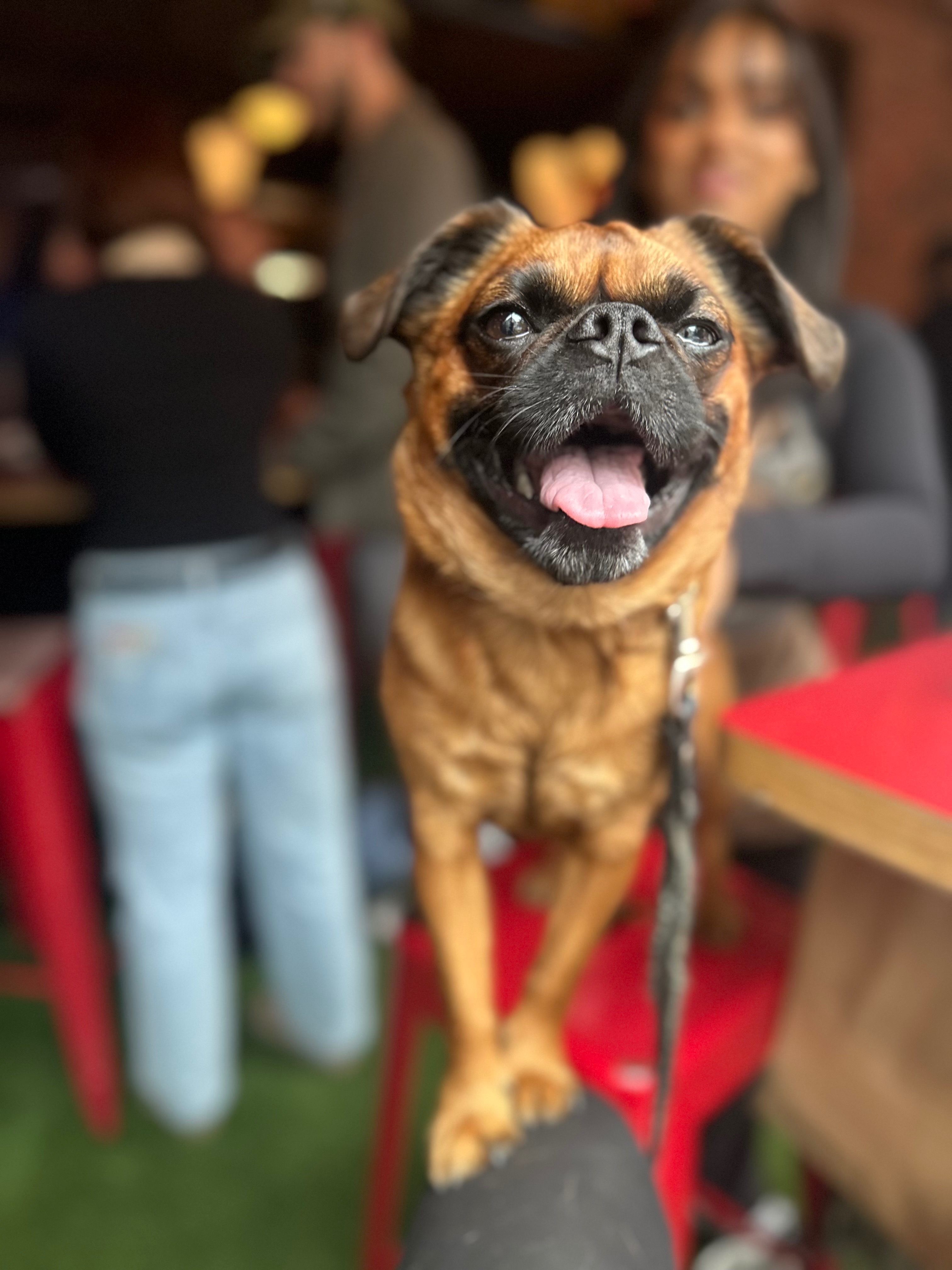 Help Vince get surgery - My best boy deserves relief campaign photo, 7 of 8
