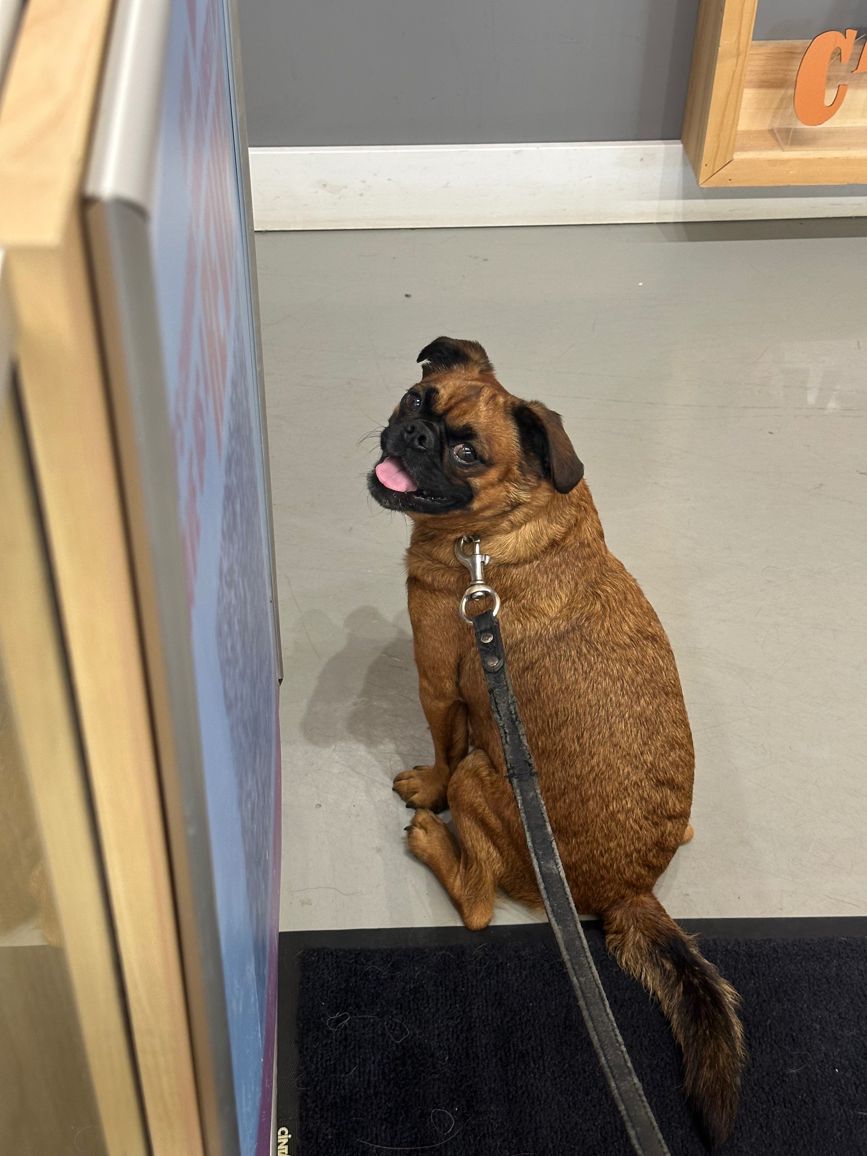 Help Vince get surgery - My best boy deserves relief campaign photo, 2 of 8