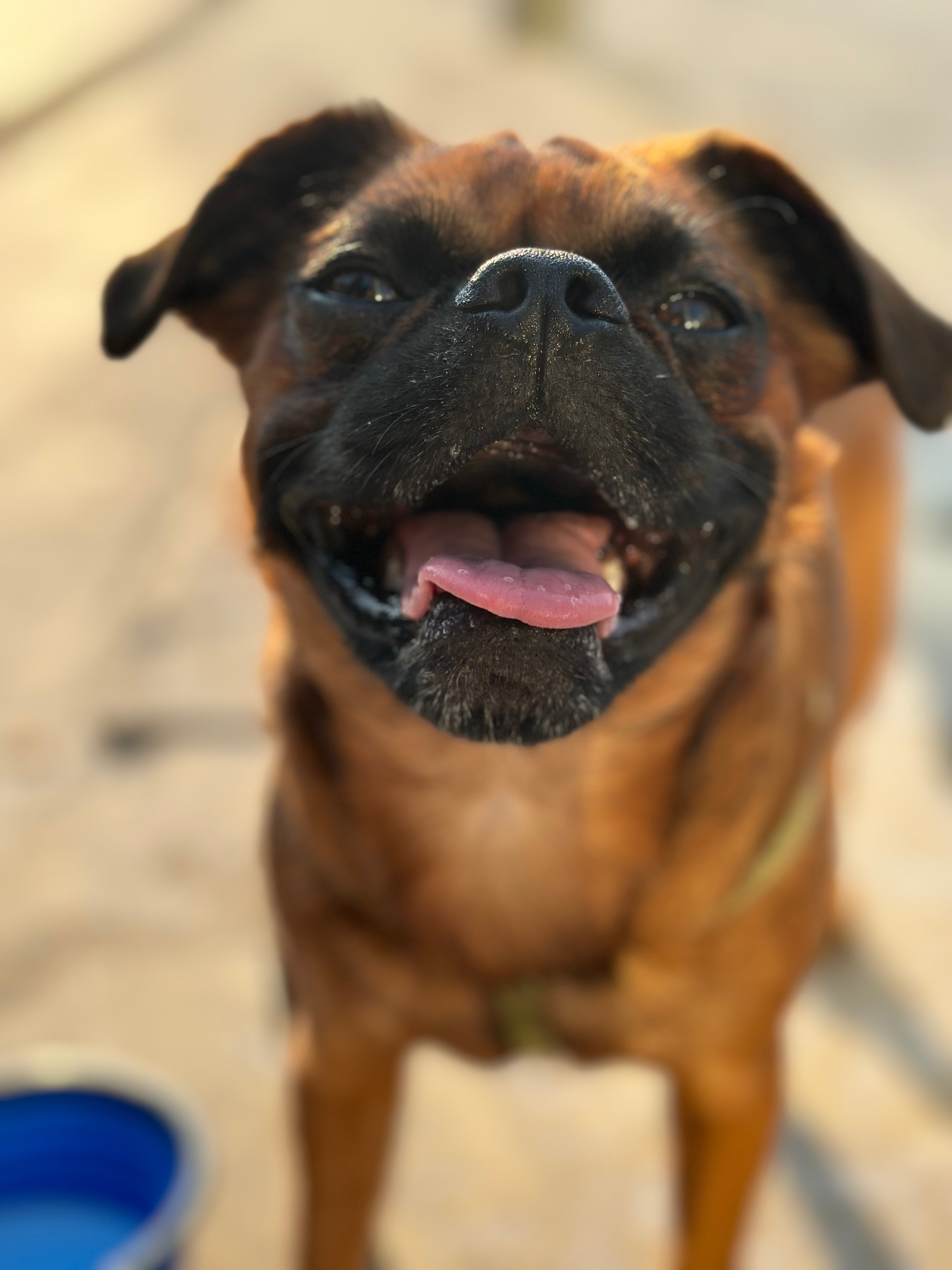 Help Vince get surgery - My best boy deserves relief campaign photo, 4 of 8