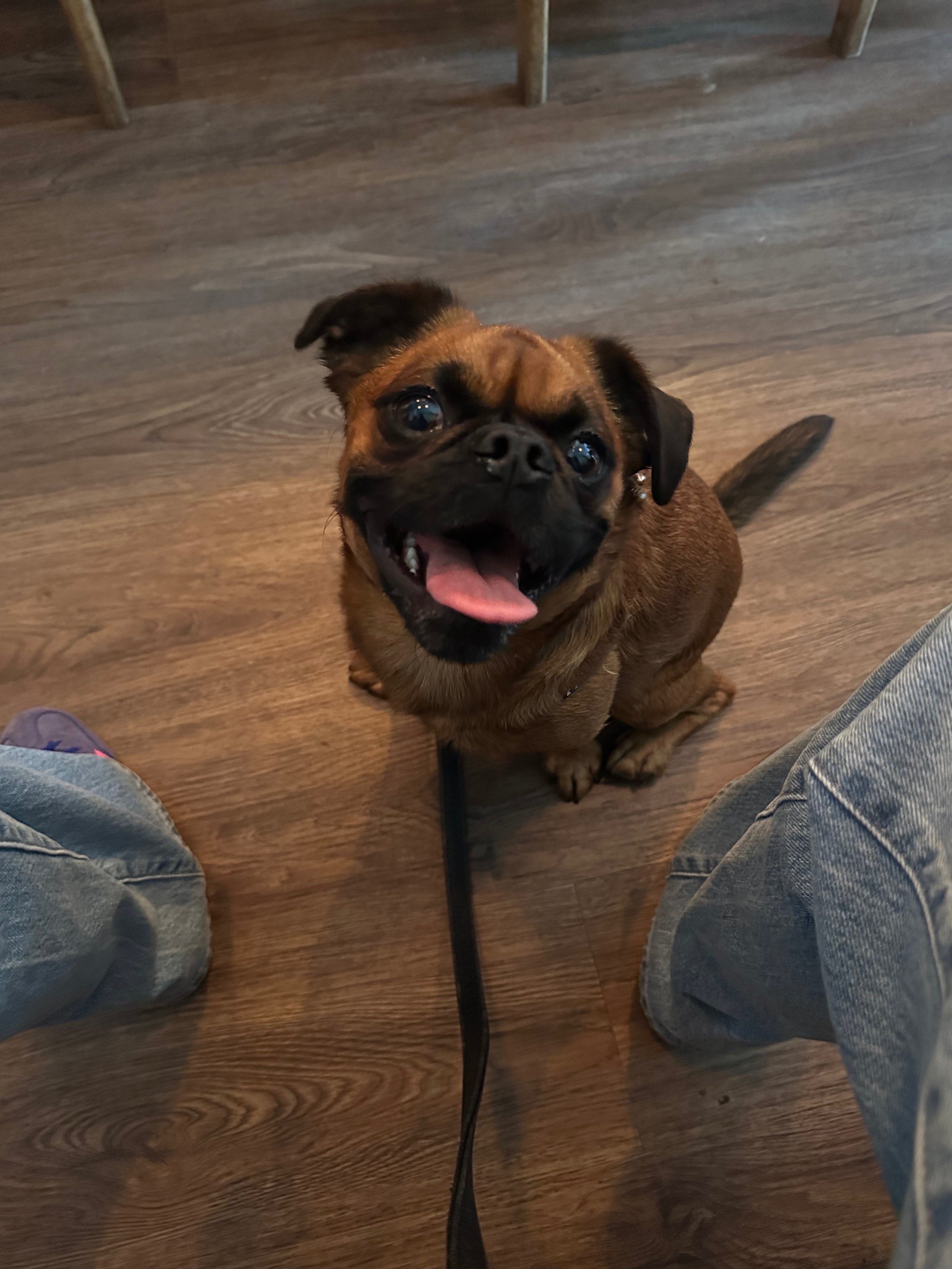 Help Vince get surgery - My best boy deserves relief campaign photo, 5 of 8