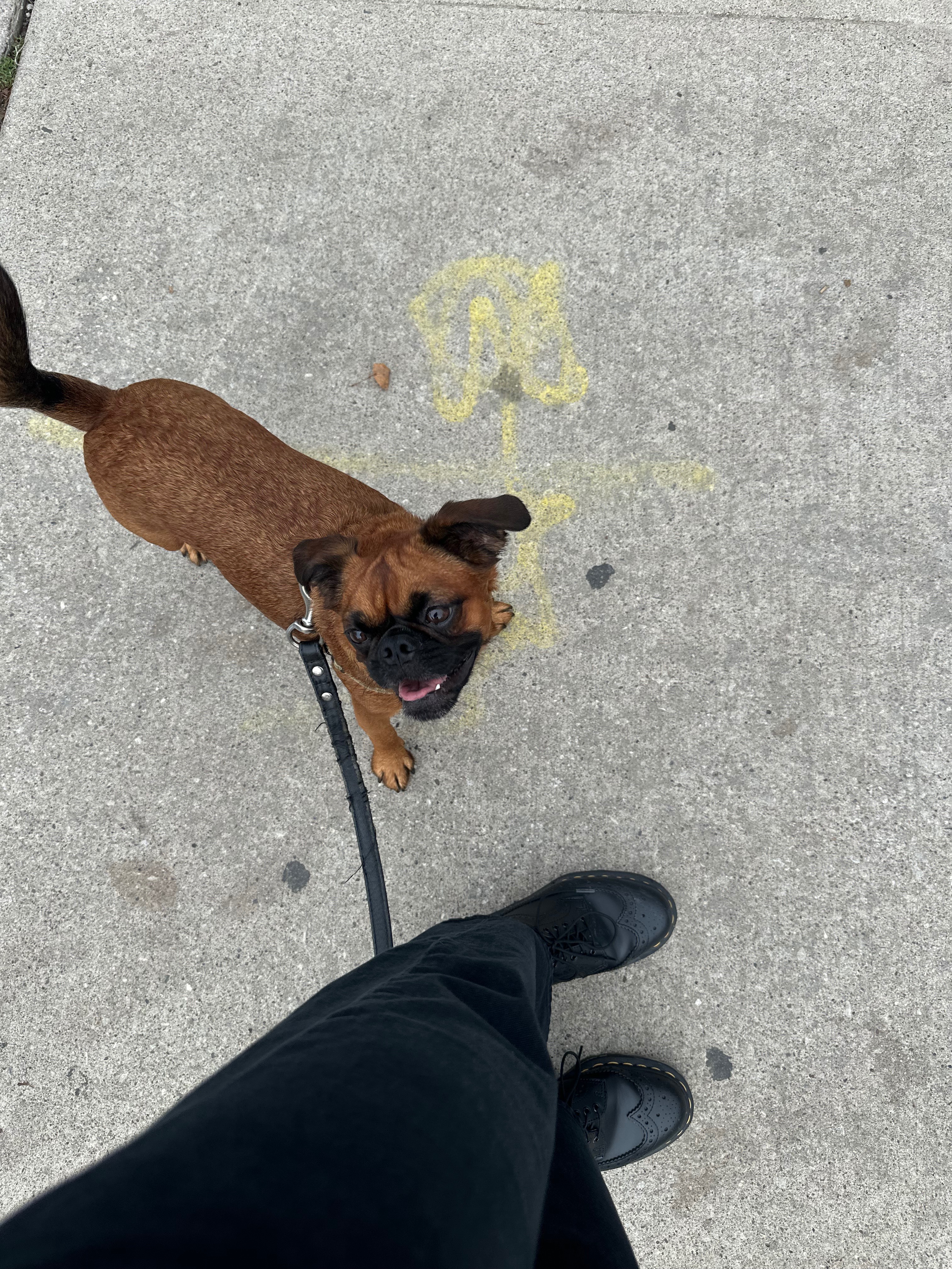 Help Vince get surgery - My best boy deserves relief campaign photo, 6 of 8
