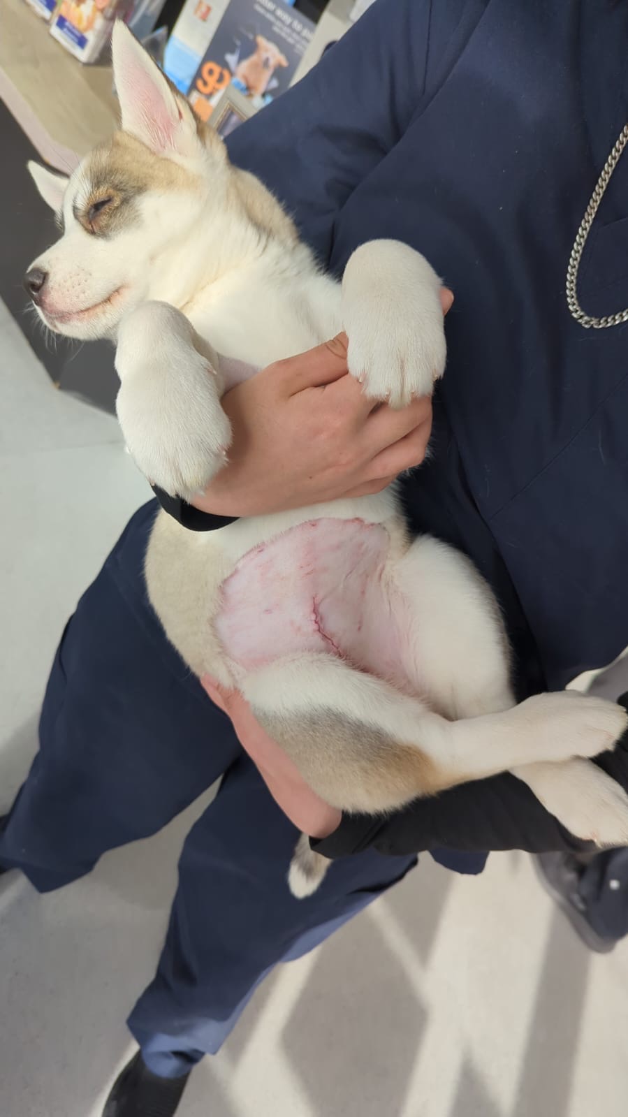 Lynx needed surgery campaign photo, 6 of 8