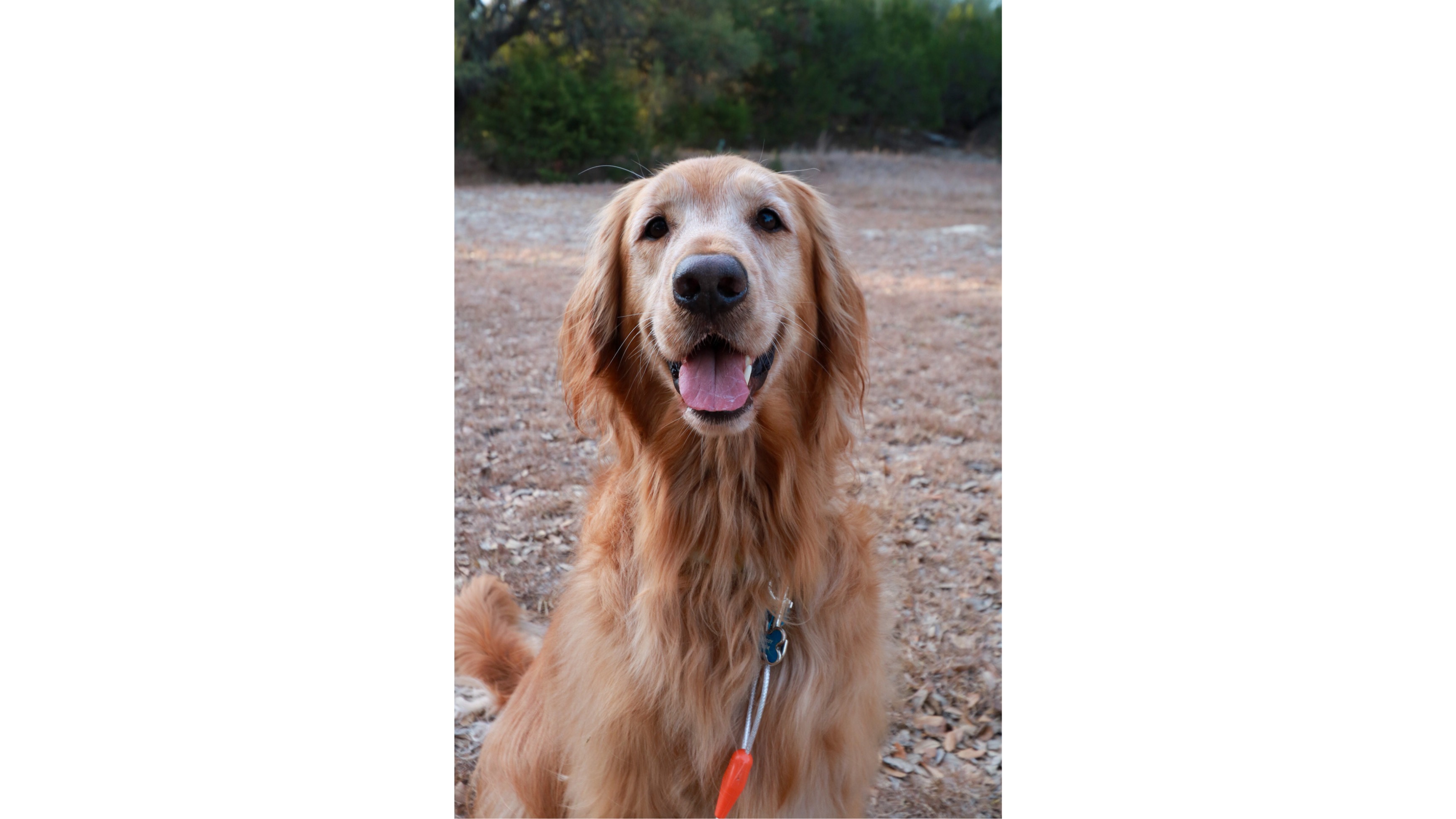 Help Ziggy fight cancer campaign photo, 2 of 4