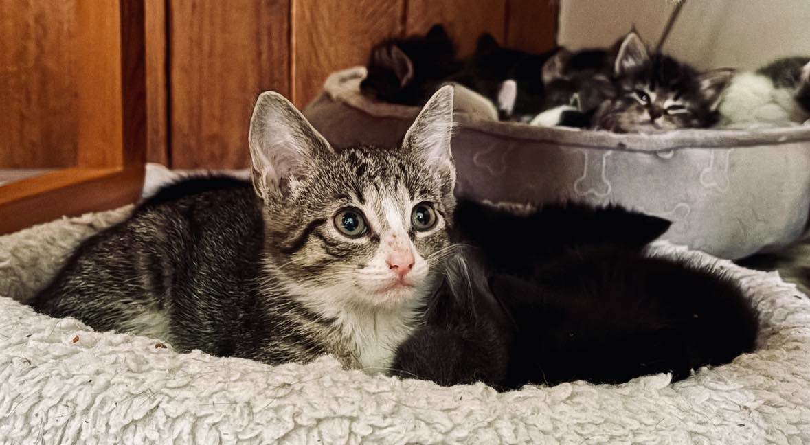 Help Cats Alive carry out a major cat and kitten rescue. campaign photo, 2 of 5
