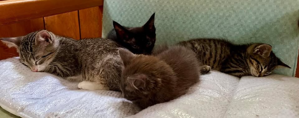 Help Cats Alive carry out a major cat and kitten rescue. campaign photo, 5 of 5