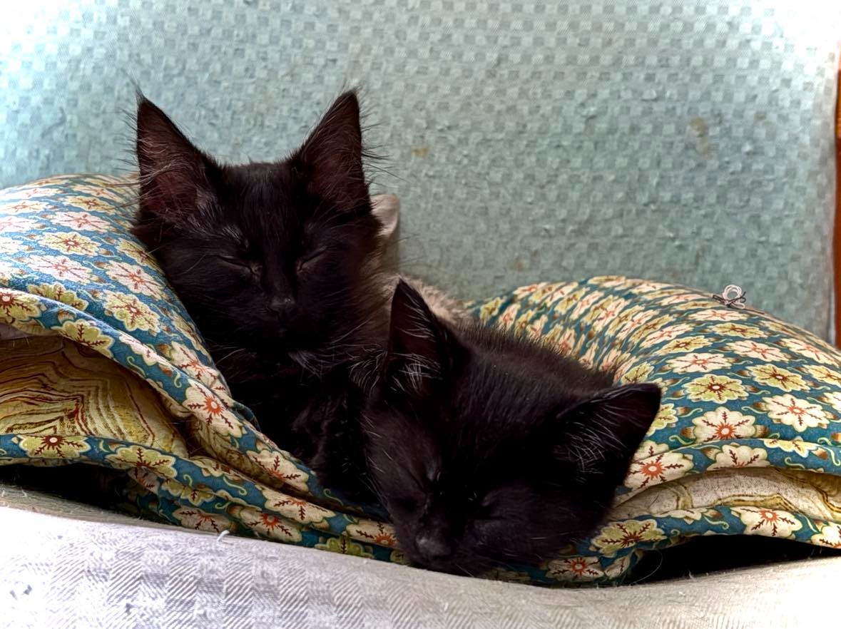 Help Cats Alive carry out a major cat and kitten rescue. campaign photo, 4 of 5