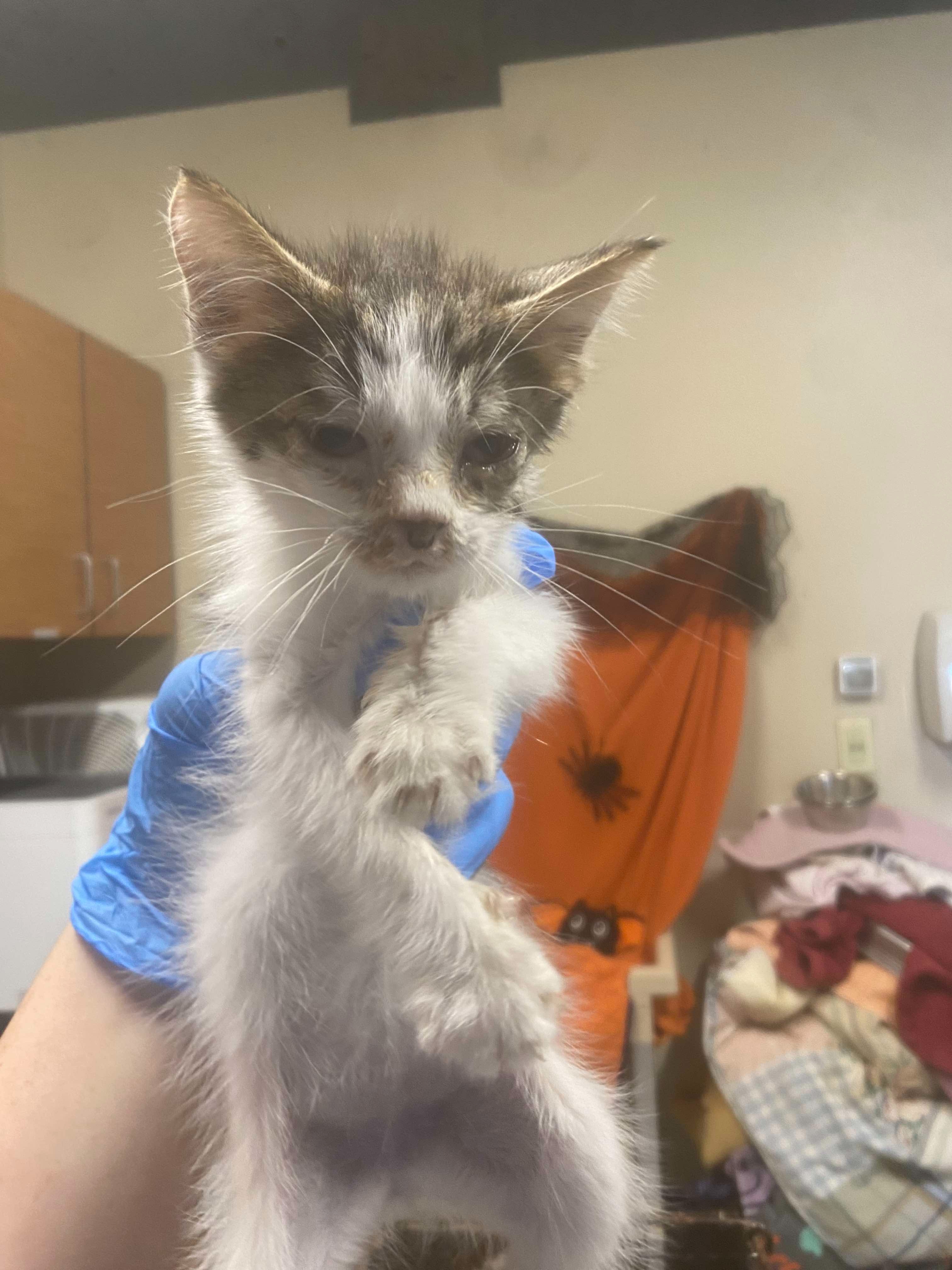 Stanislaus Shelter Cat Crew Volunteer Fund campaign photo, 2 of 4