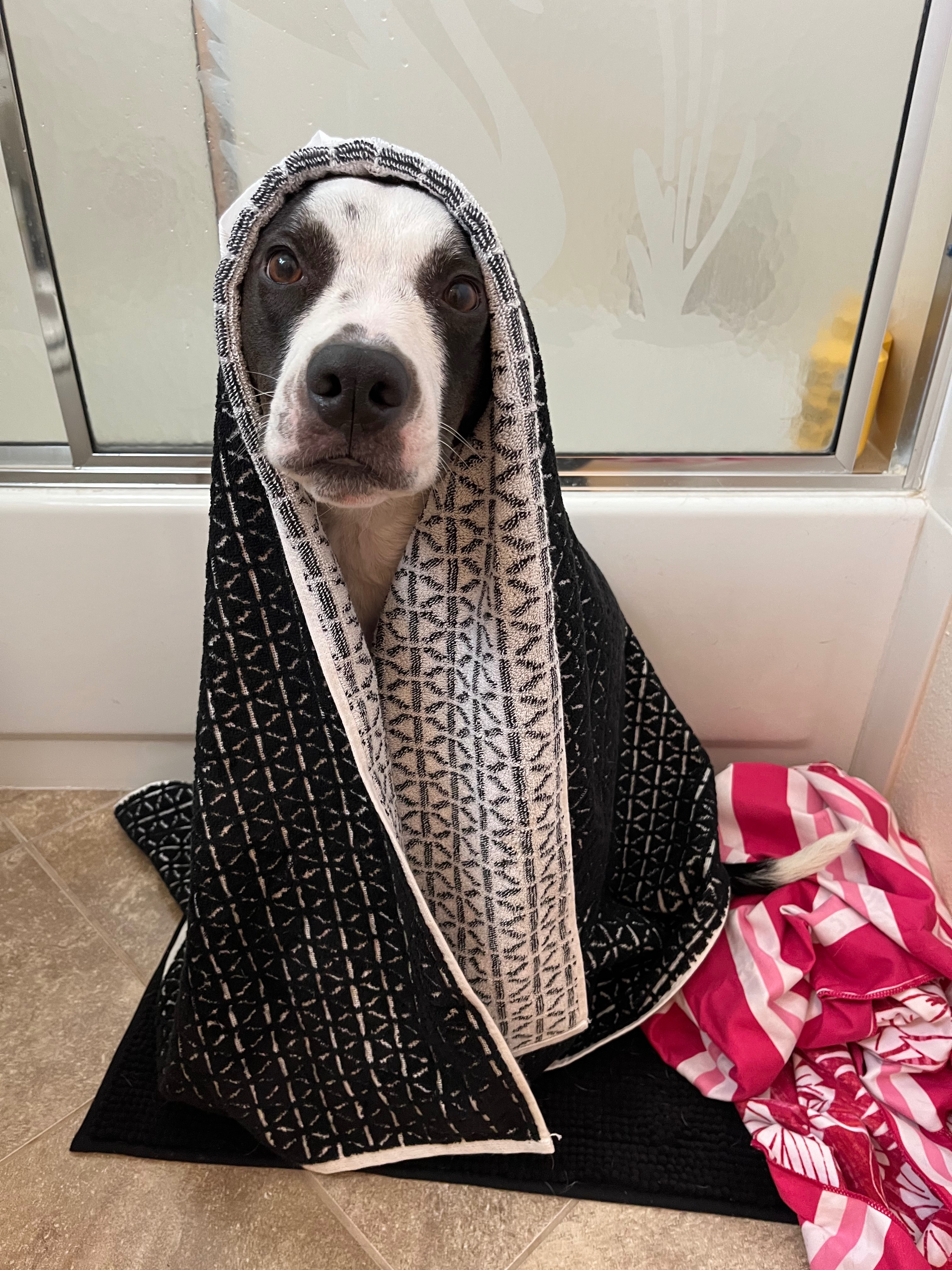 Donate to help cover Misty-Blues emergency care campaign photo, 7 of 8