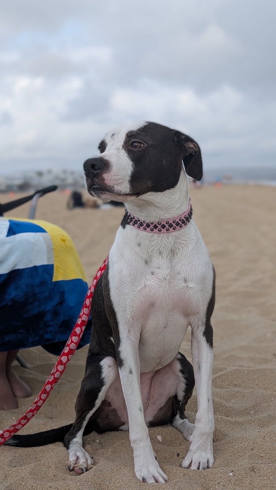 Donate to help cover Misty-Blues emergency care campaign photo, 4 of 8
