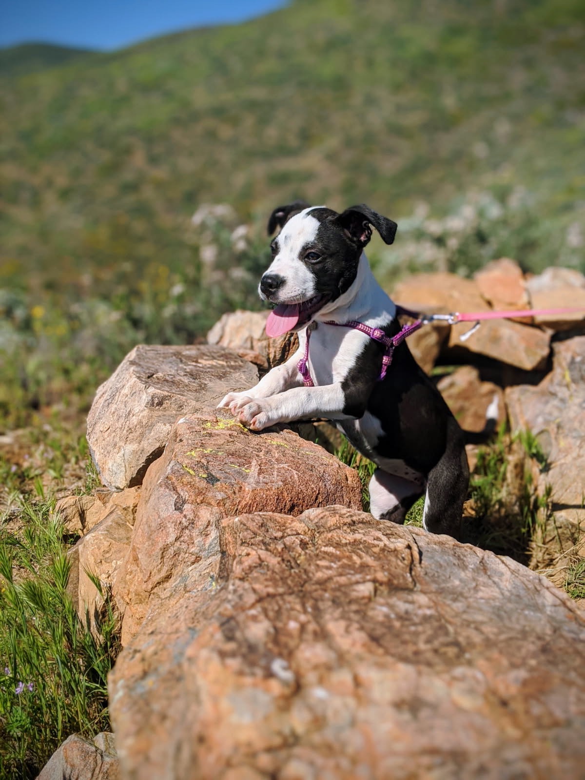 Donate to help cover Misty-Blues emergency care campaign photo, 6 of 8