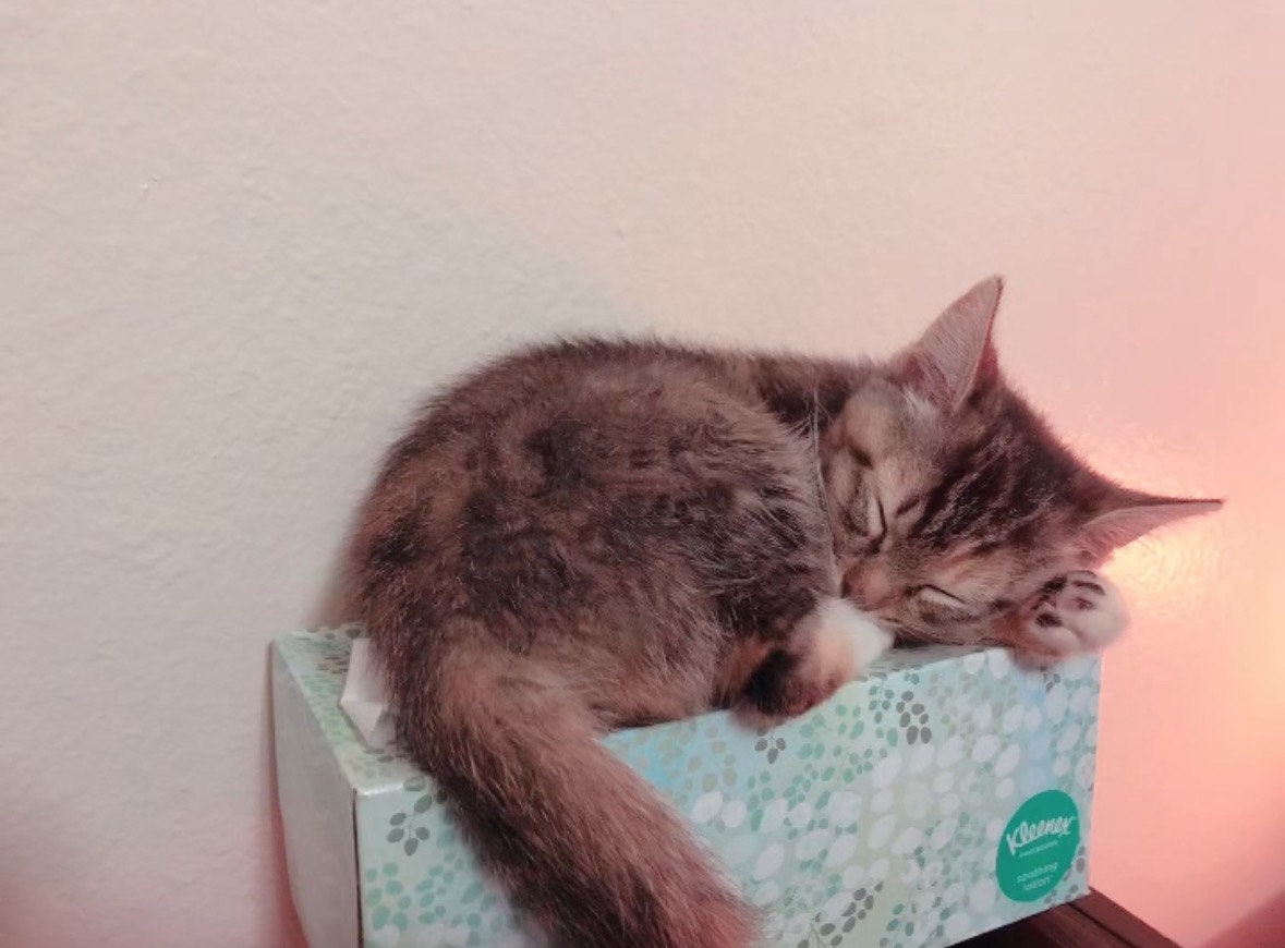 Support Anabella's Cat's Cancer Treatment campaign photo, 7 of 8