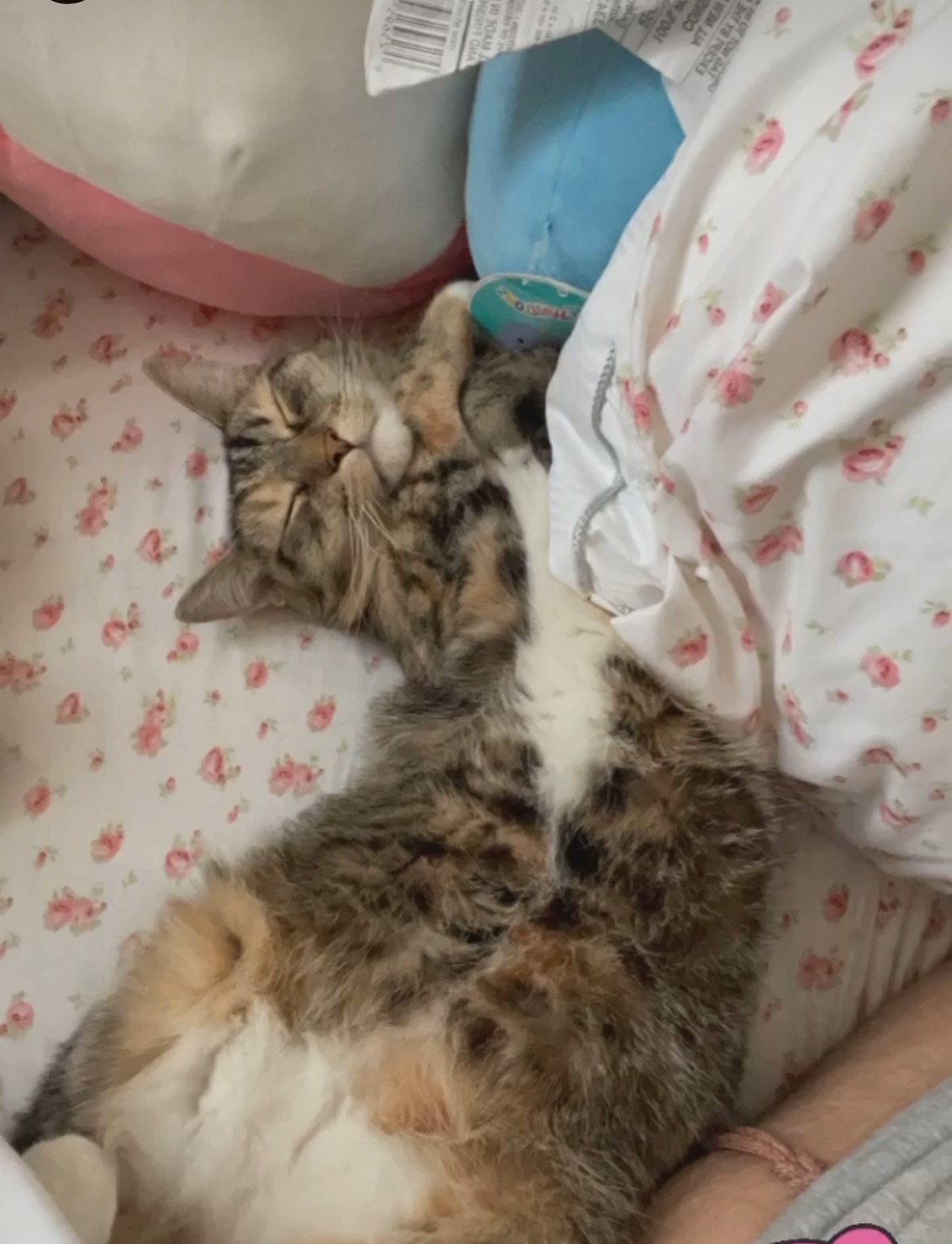 Support Anabella's Cat's Cancer Treatment campaign photo, 2 of 8