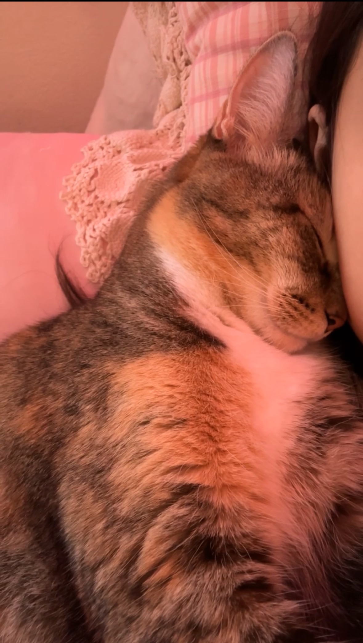 Support Anabella's Cat's Cancer Treatment campaign photo, 4 of 8